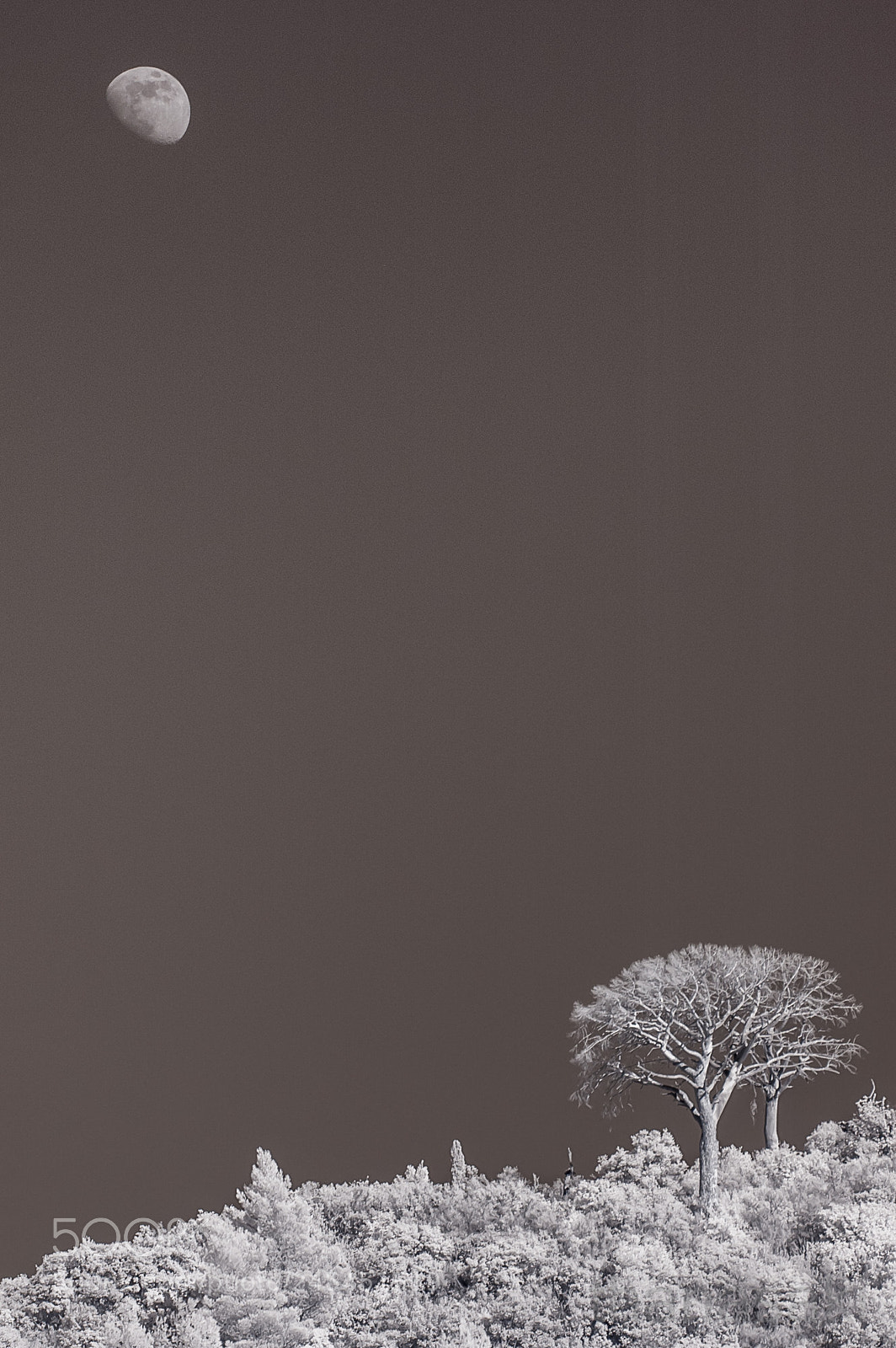 Nikon D70s sample photo. Tree and moon ir photography