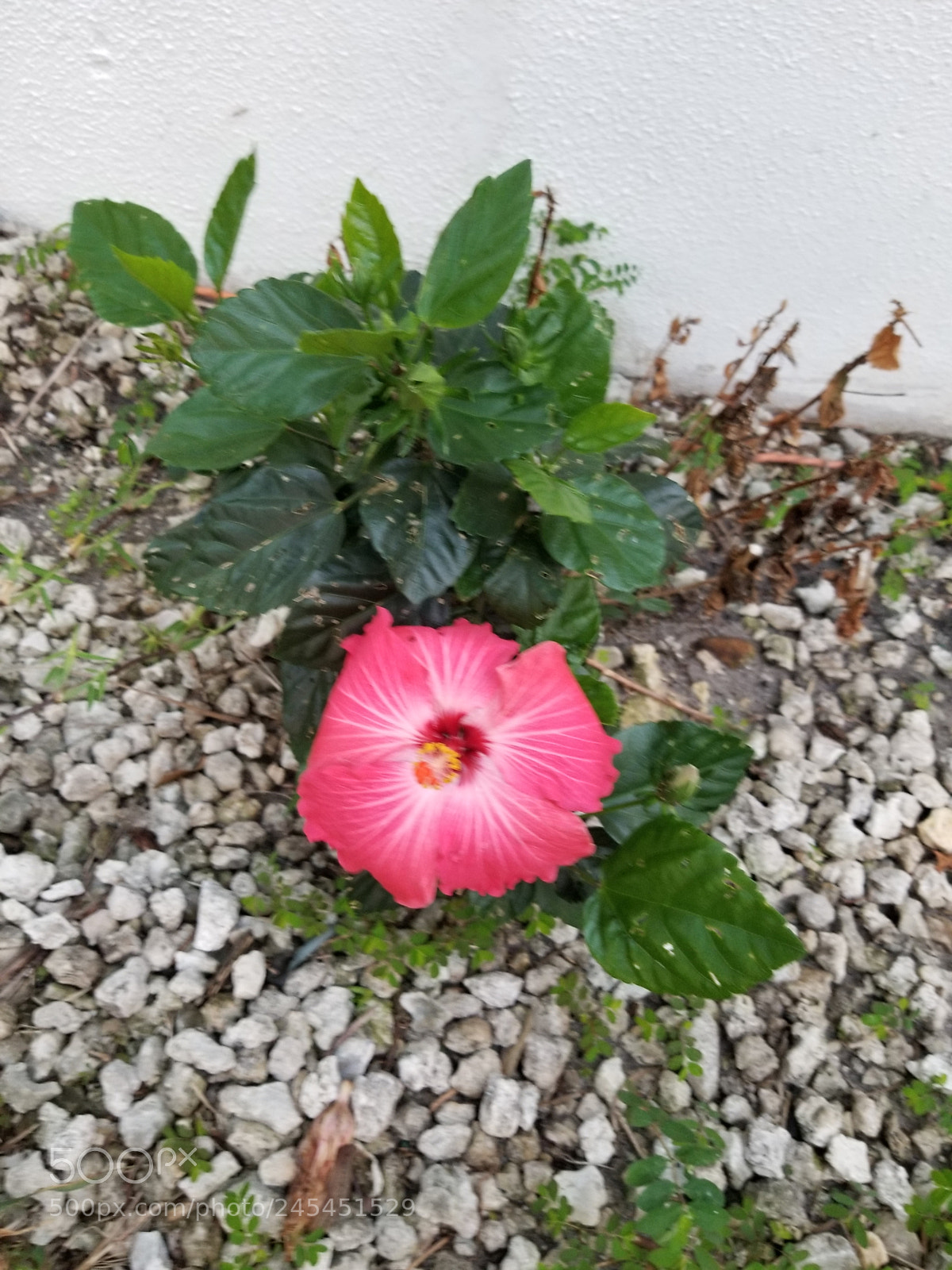 Samsung Galaxy S8 sample photo. Hibiscus bloom photography