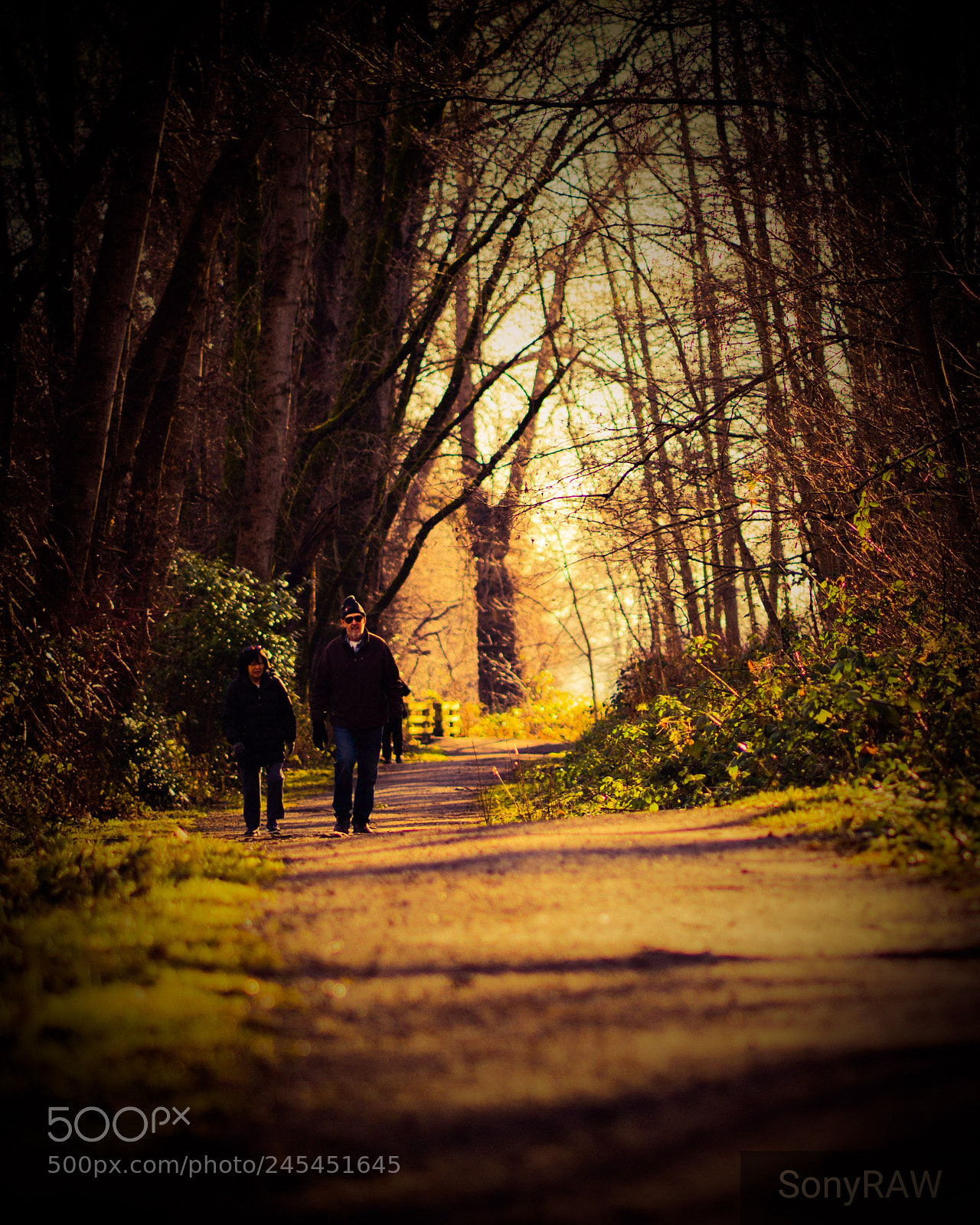 Sony a6500 sample photo. Walking amongst the forest photography