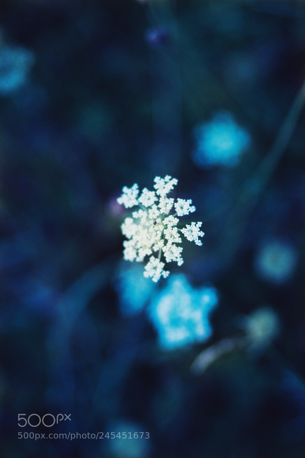 Canon EOS 650D (EOS Rebel T4i / EOS Kiss X6i) sample photo. Winter garden photography