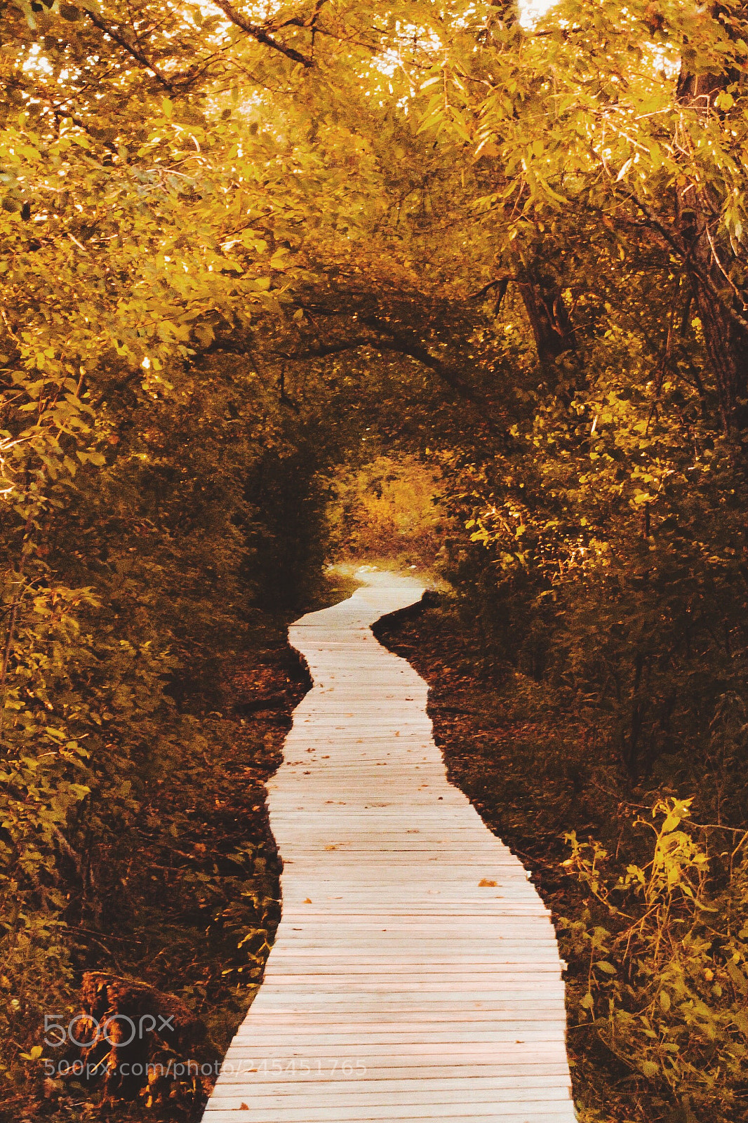 Canon EOS 650D (EOS Rebel T4i / EOS Kiss X6i) sample photo. The path to nowhere photography