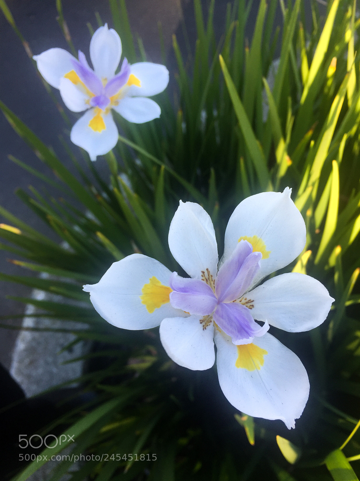 Apple iPhone 6 Plus sample photo. Flowers photography