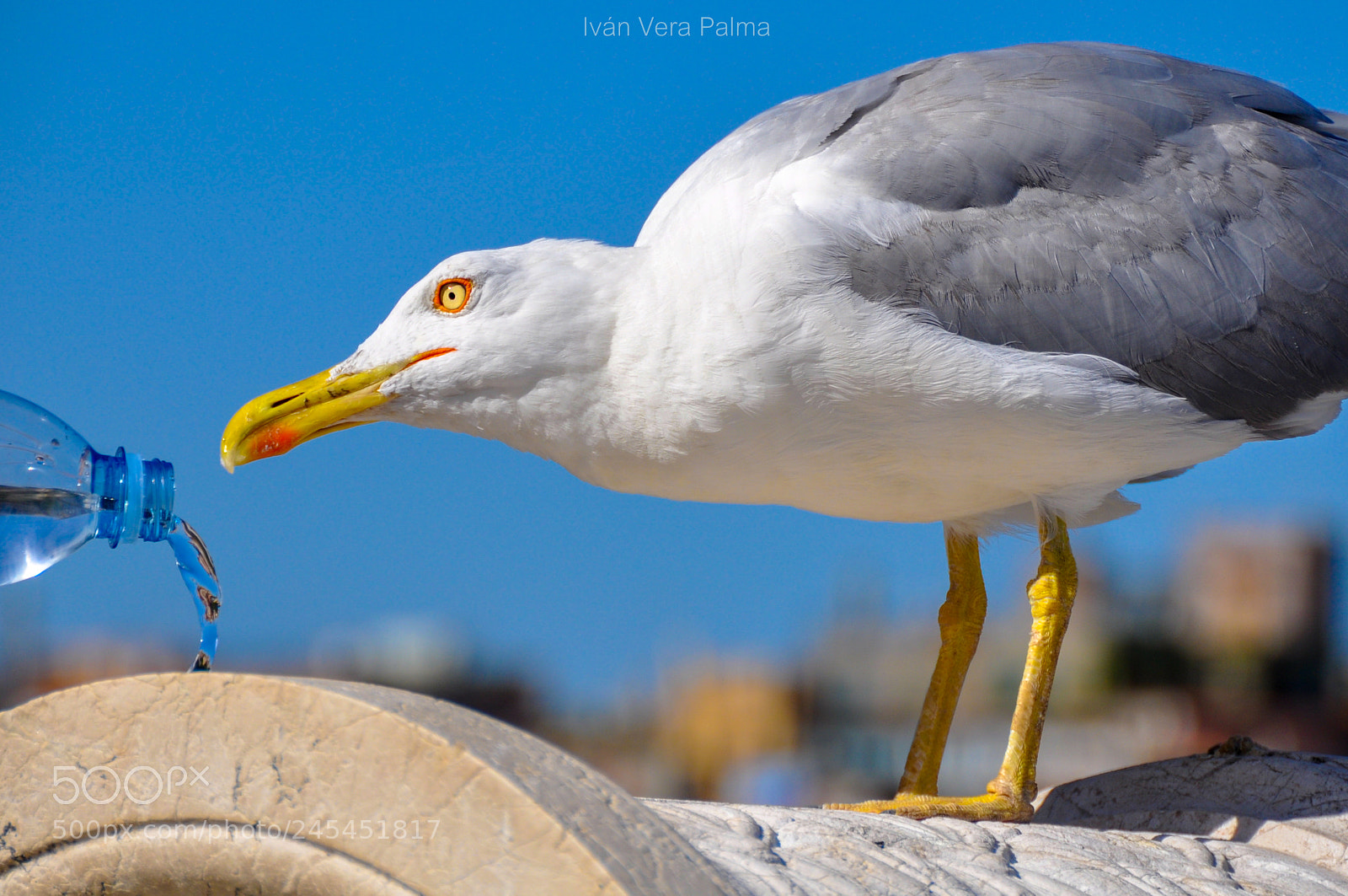 Nikon D90 sample photo. Gaviota photography