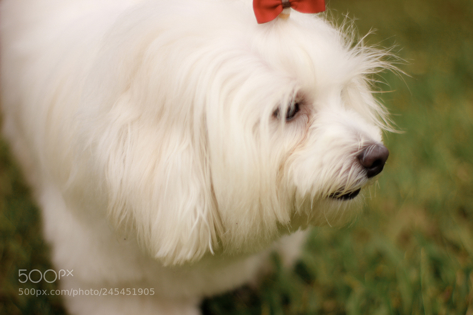 Canon EOS 600D (Rebel EOS T3i / EOS Kiss X5) sample photo. Kira ♥️ photography