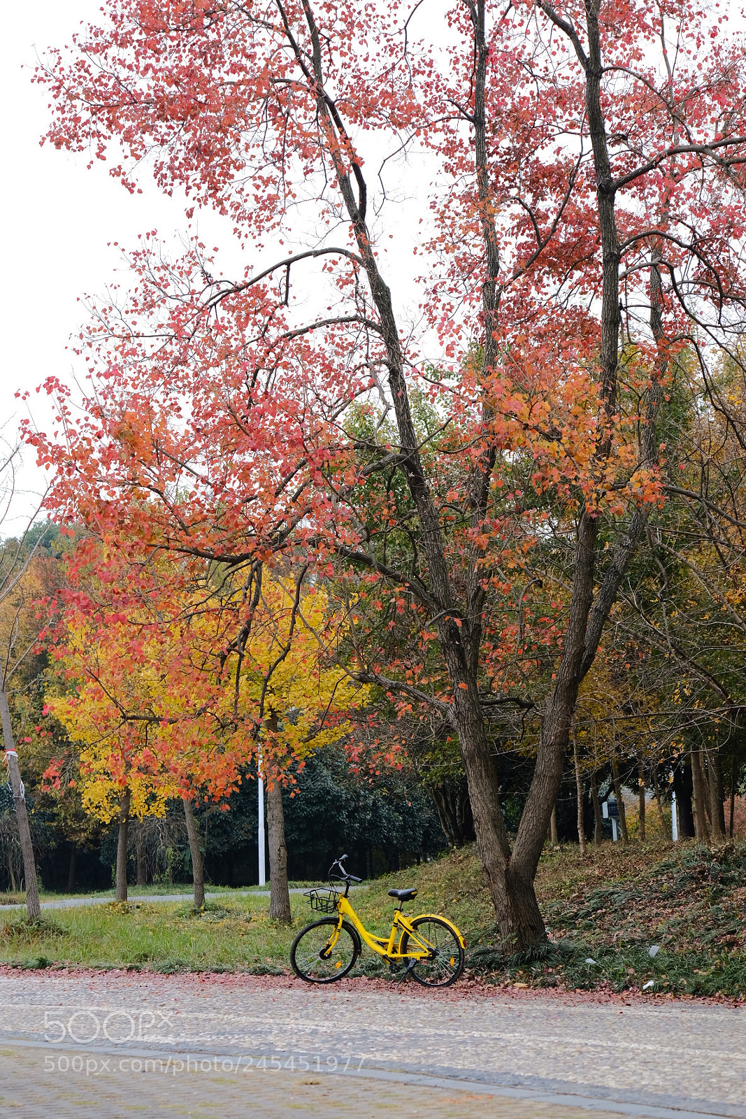 Fujifilm X-T20 sample photo. 秋天 photography
