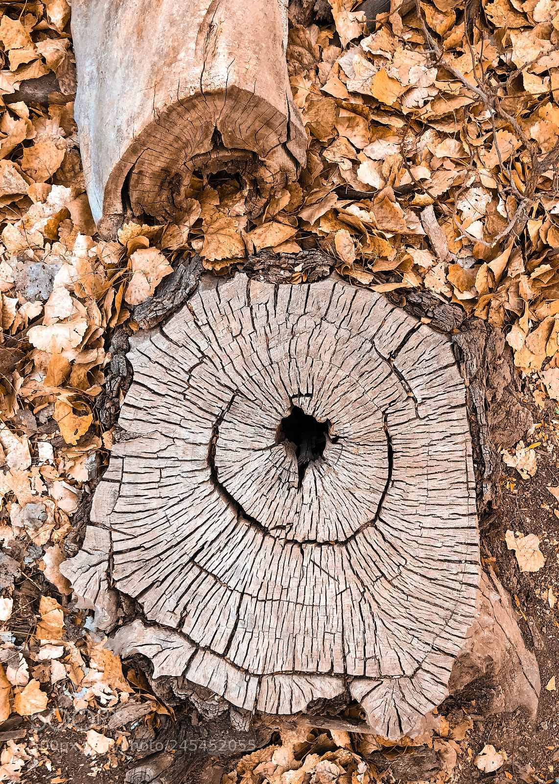 Apple iPhone 8 Plus sample photo. Fall or winter photography