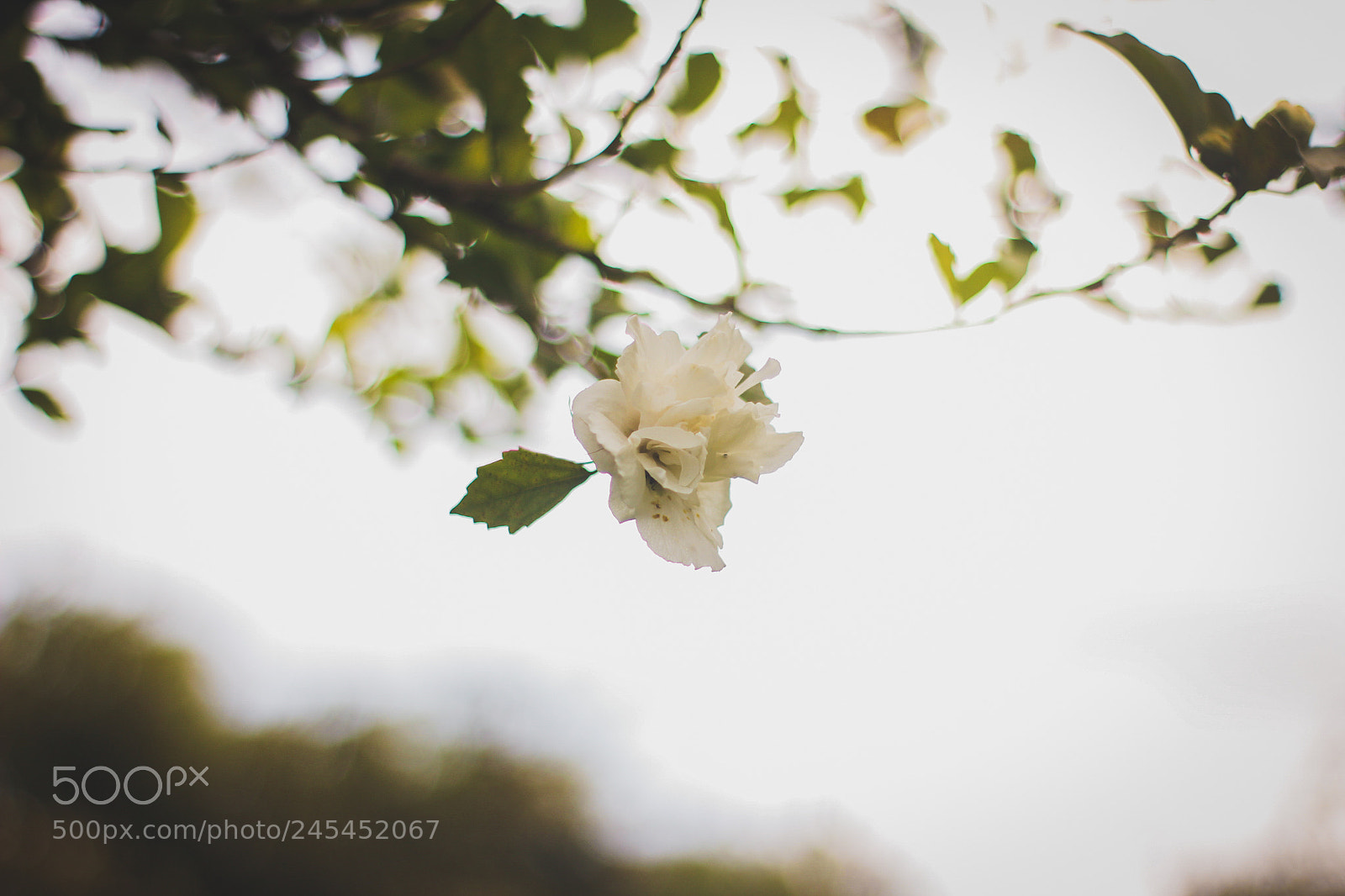 Canon EOS 600D (Rebel EOS T3i / EOS Kiss X5) sample photo. Flowers photography