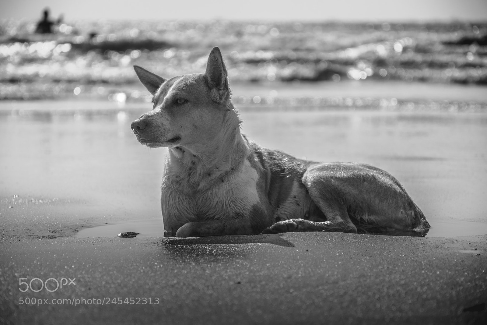 Nikon D5500 sample photo. Sunbathing beach doggo photography