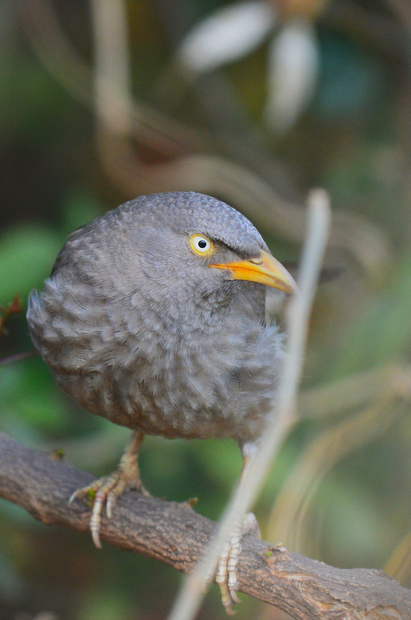 Nikon AF-S Nikkor 200-500mm F5.6E ED VR sample photo