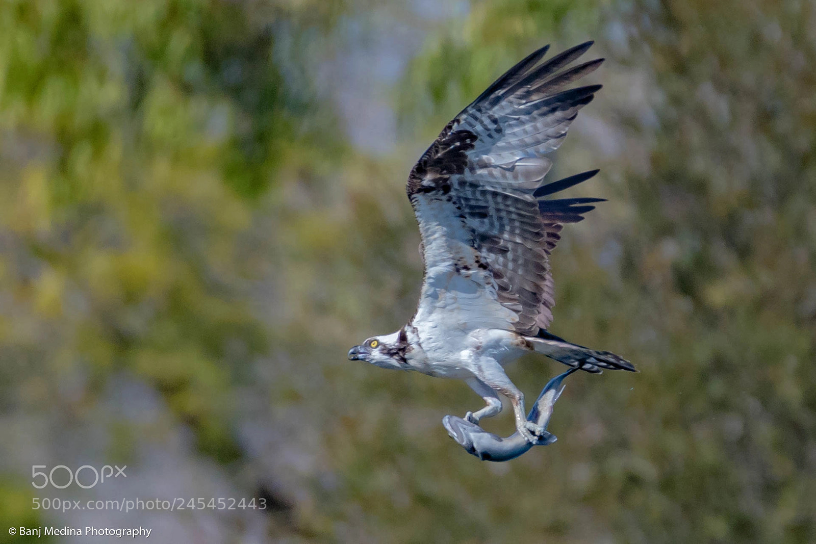 Nikon D500 sample photo. Osprey photography