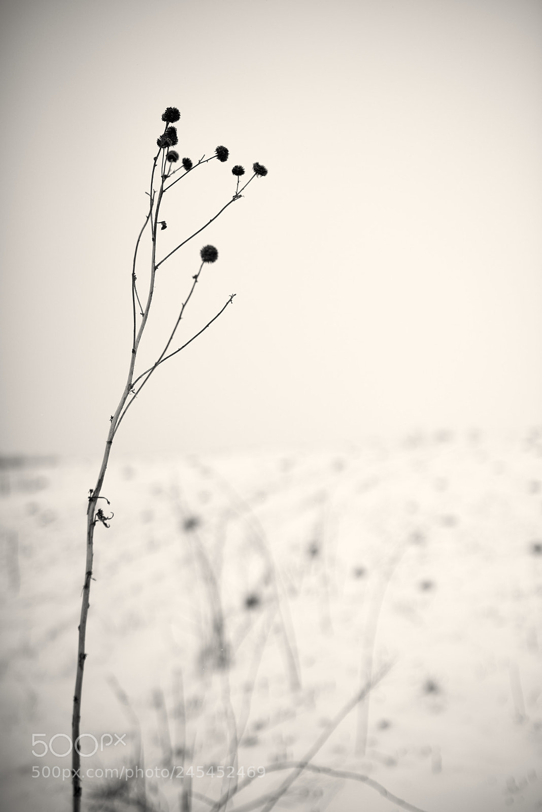 Nikon D810 sample photo. Prairie plant photography