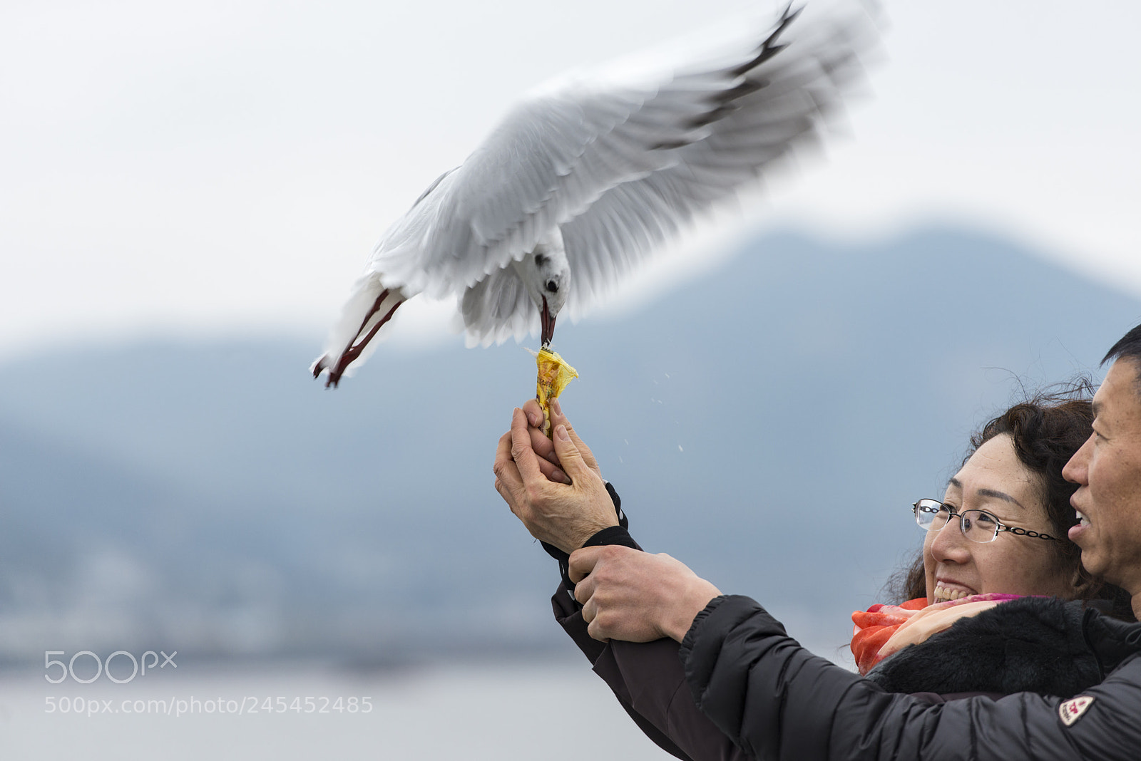 Nikon D800E sample photo. Black headed gull photography