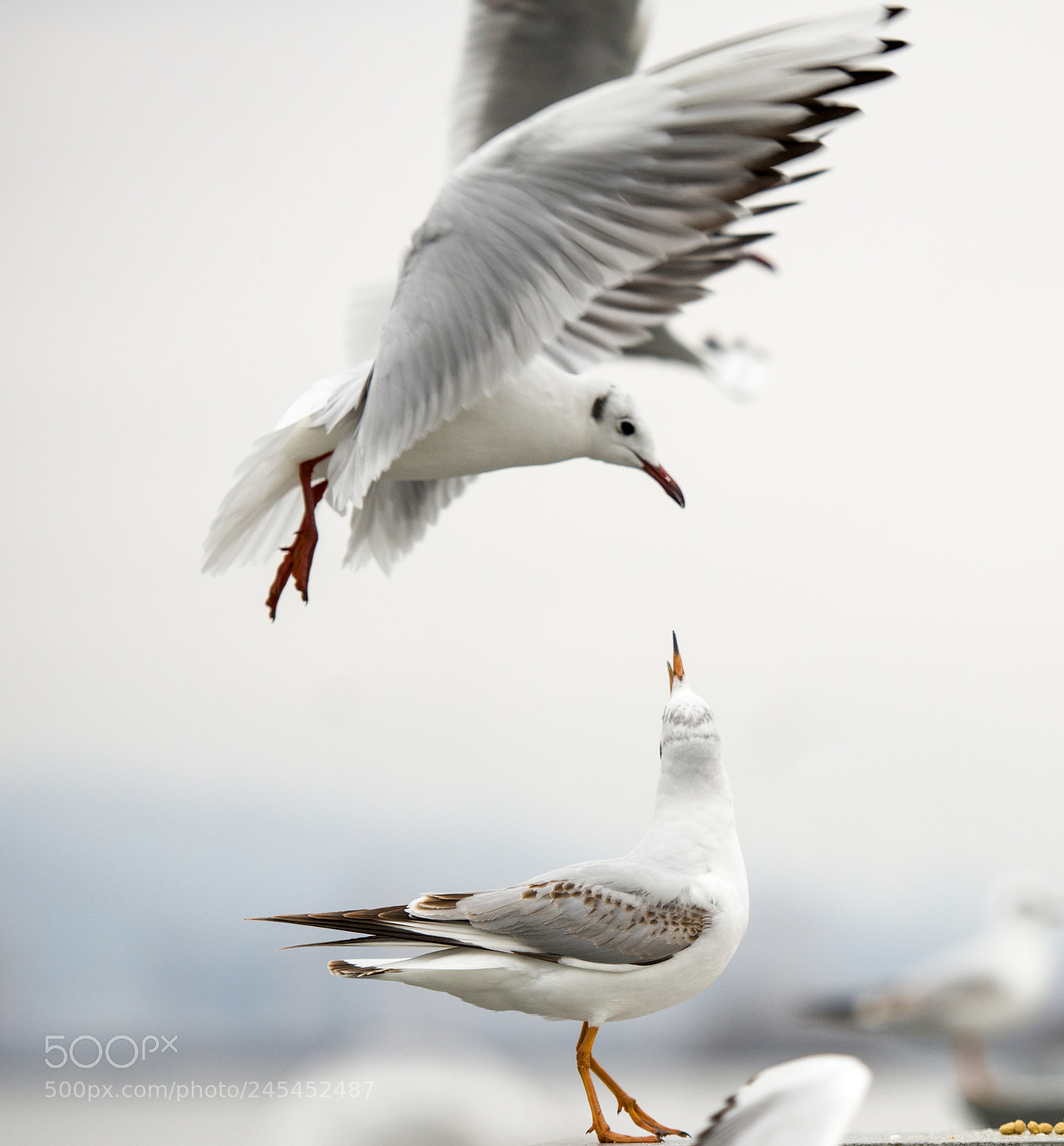 Nikon D800E sample photo. Black headed gull photography