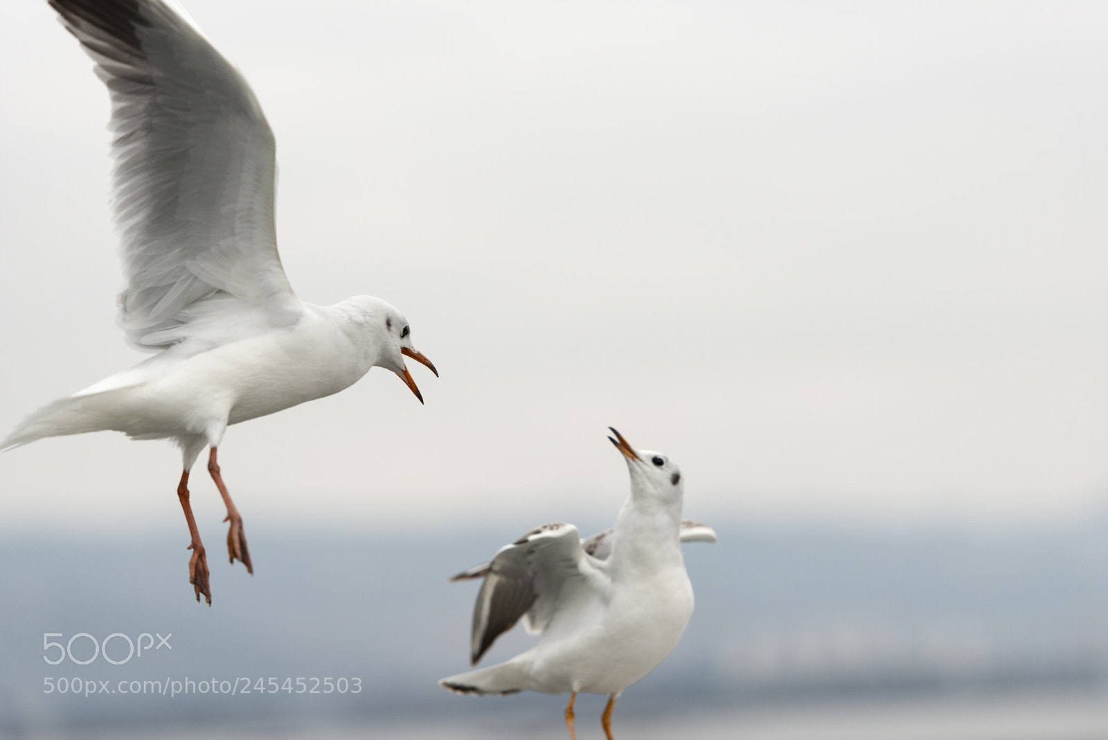 Nikon D800E sample photo. Black headed gull photography