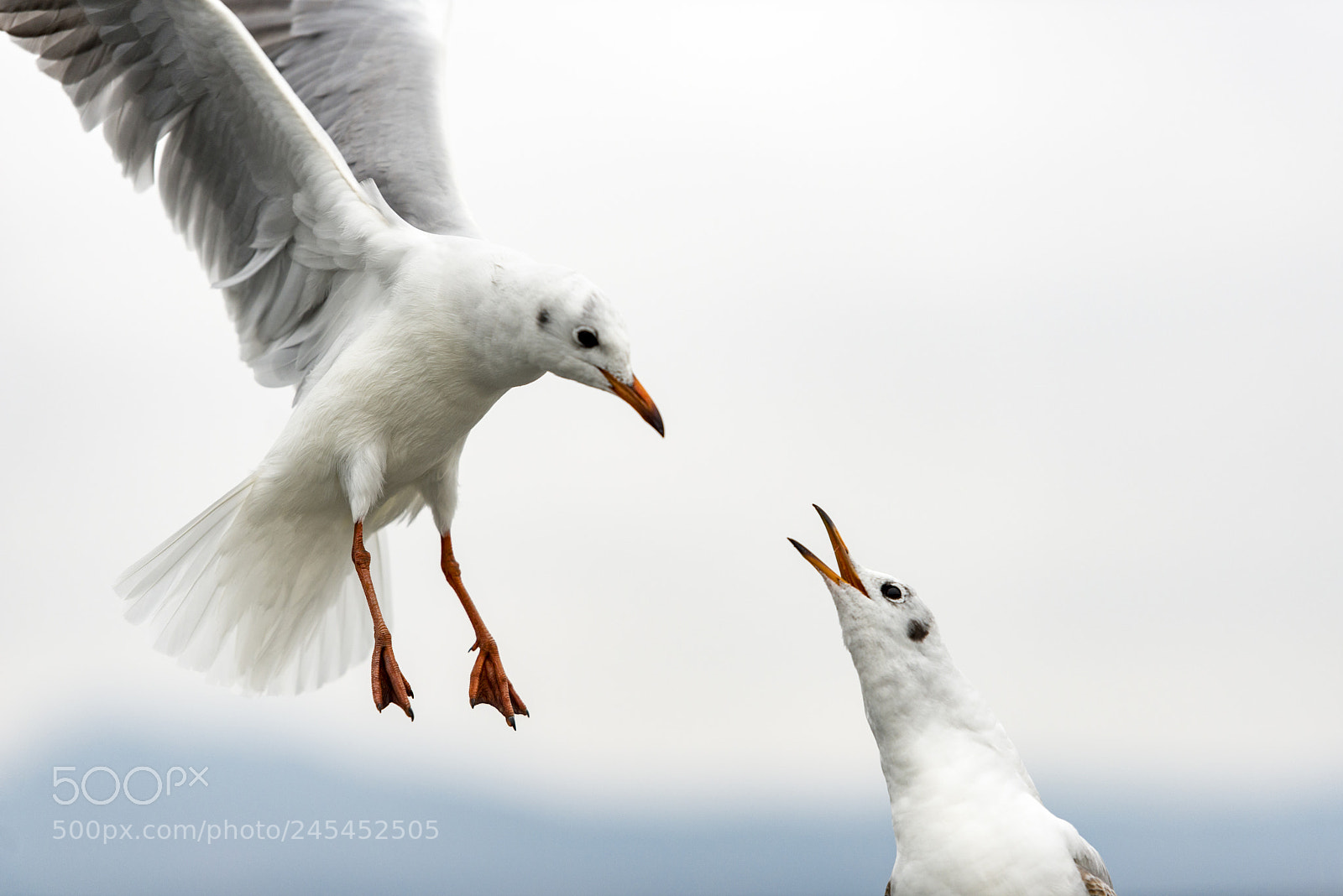 Nikon D800E sample photo. Black headed gull photography