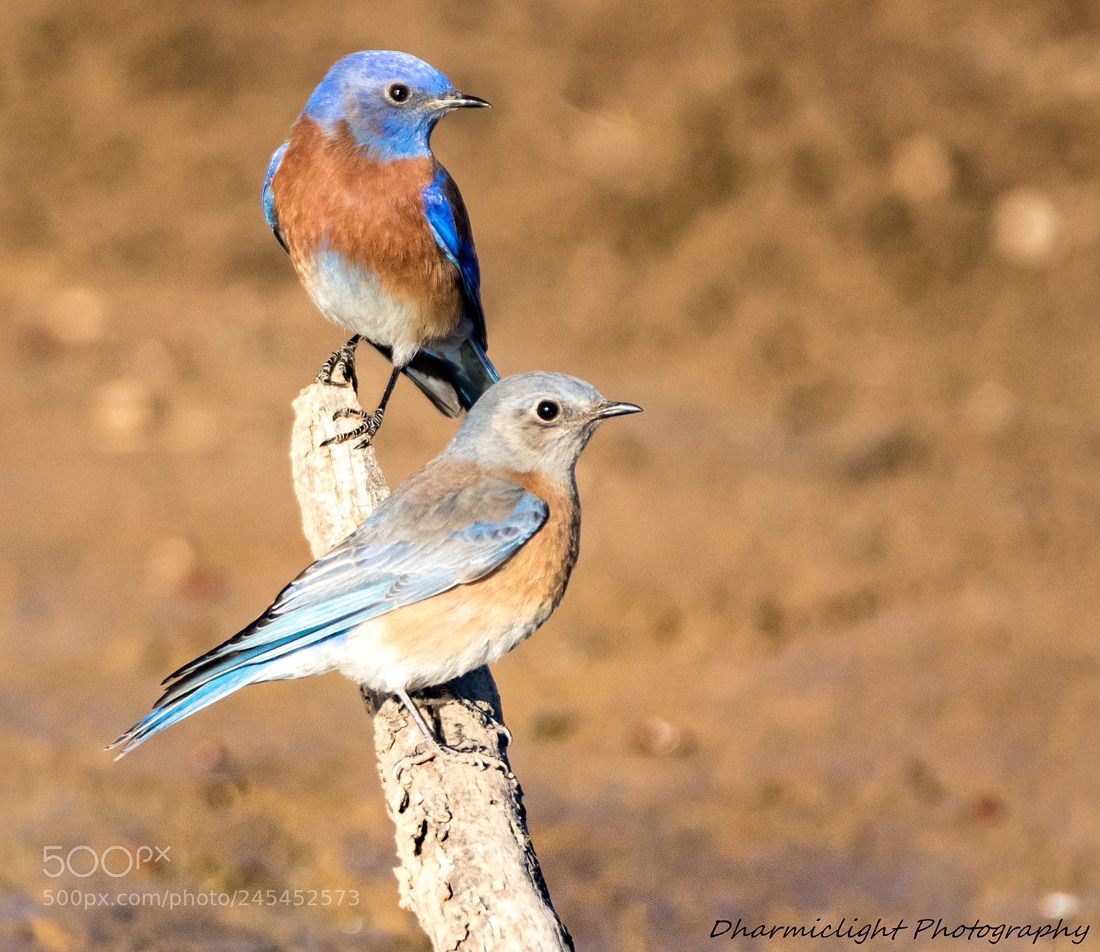 Canon EOS 7D Mark II sample photo. Western bluebirds photography