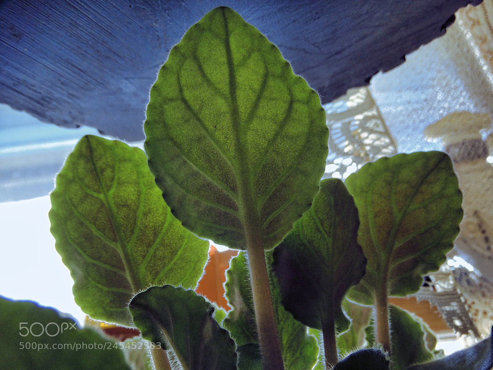 Sony Cyber-shot DSC-HX300 sample photo. Leafathon photography