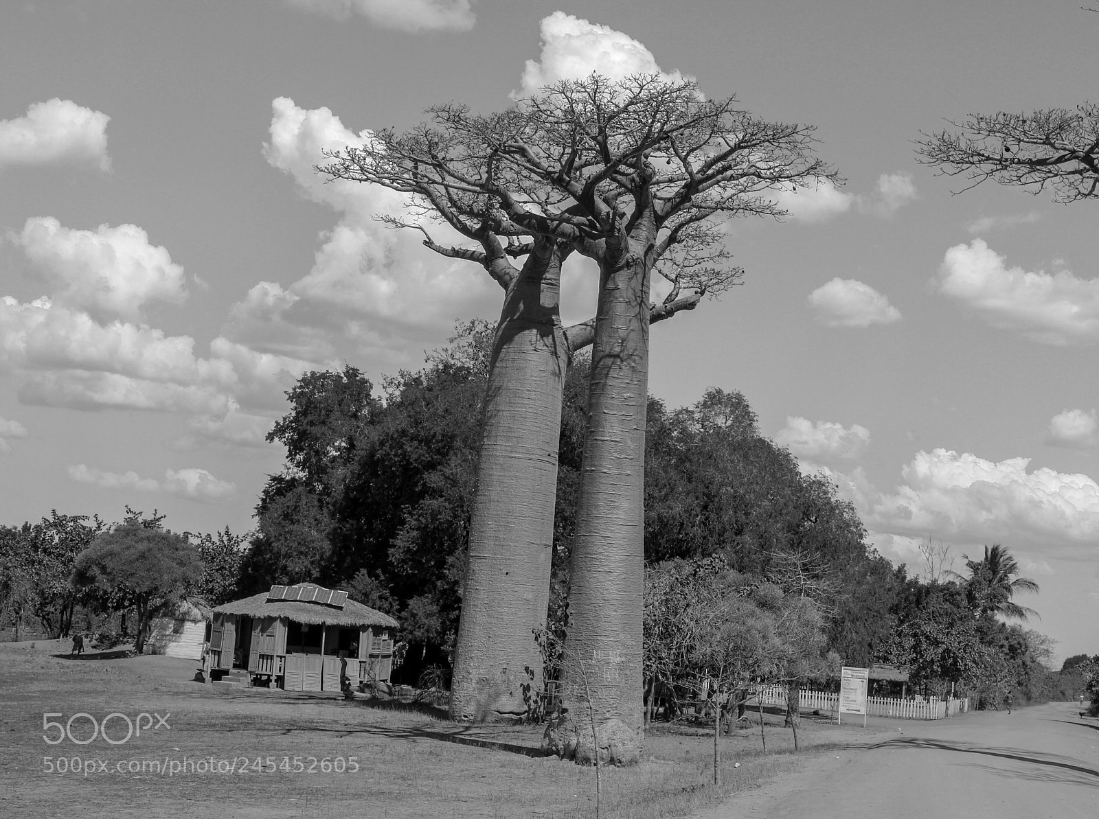 Canon EOS 1300D (EOS Rebel T6 / EOS Kiss X80) sample photo. Baobab photography