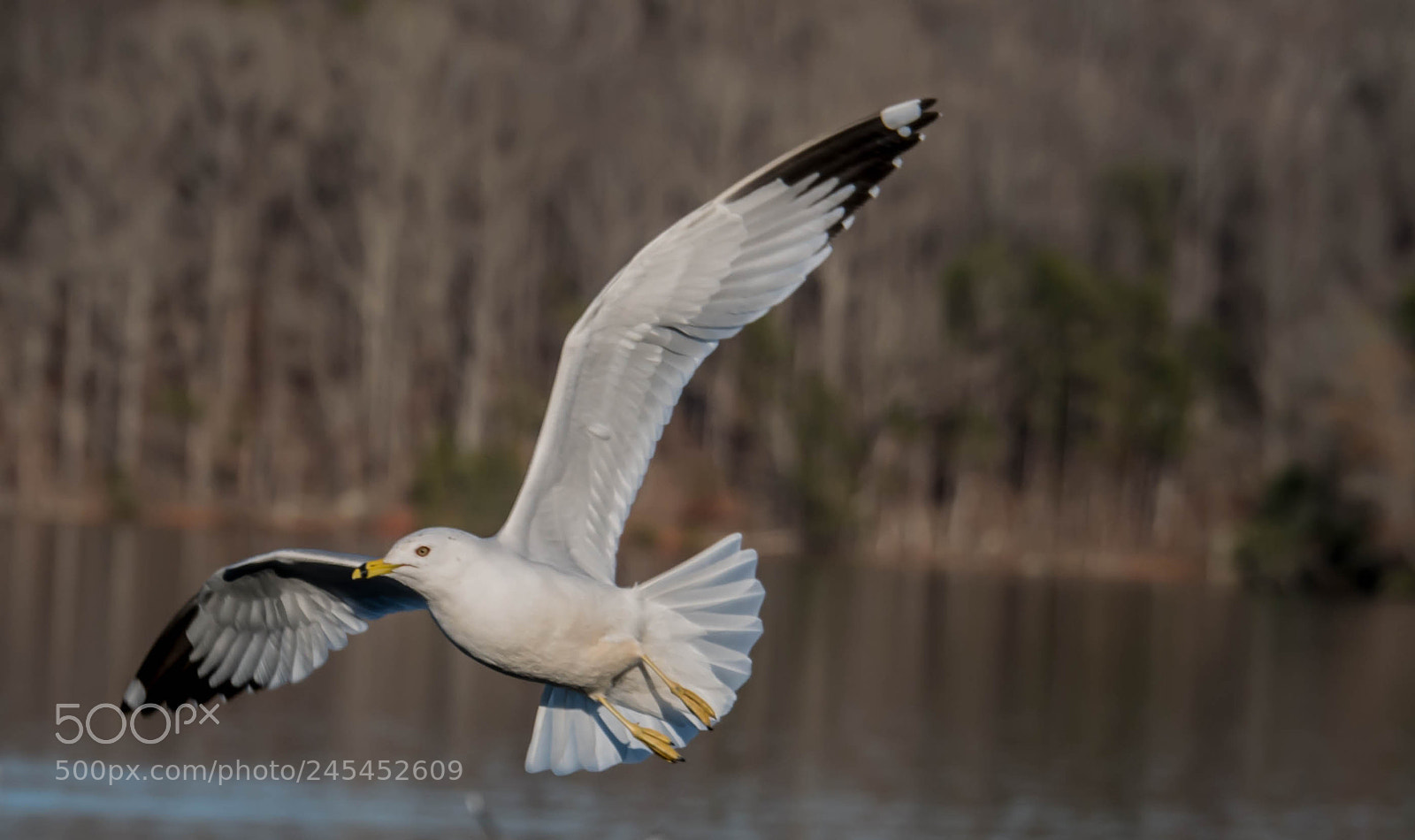 Panasonic Lumix DMC-G85 (Lumix DMC-G80) sample photo. Fly by photography