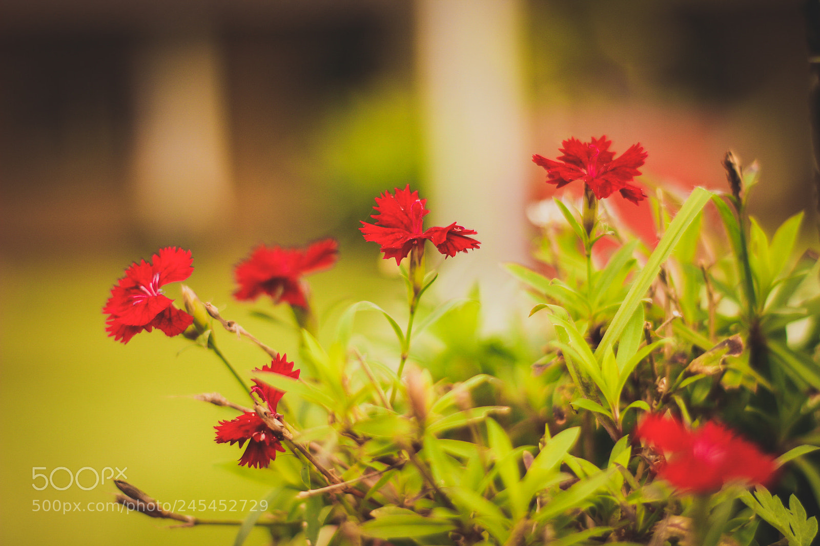 Canon EOS 600D (Rebel EOS T3i / EOS Kiss X5) sample photo. Flowers photography