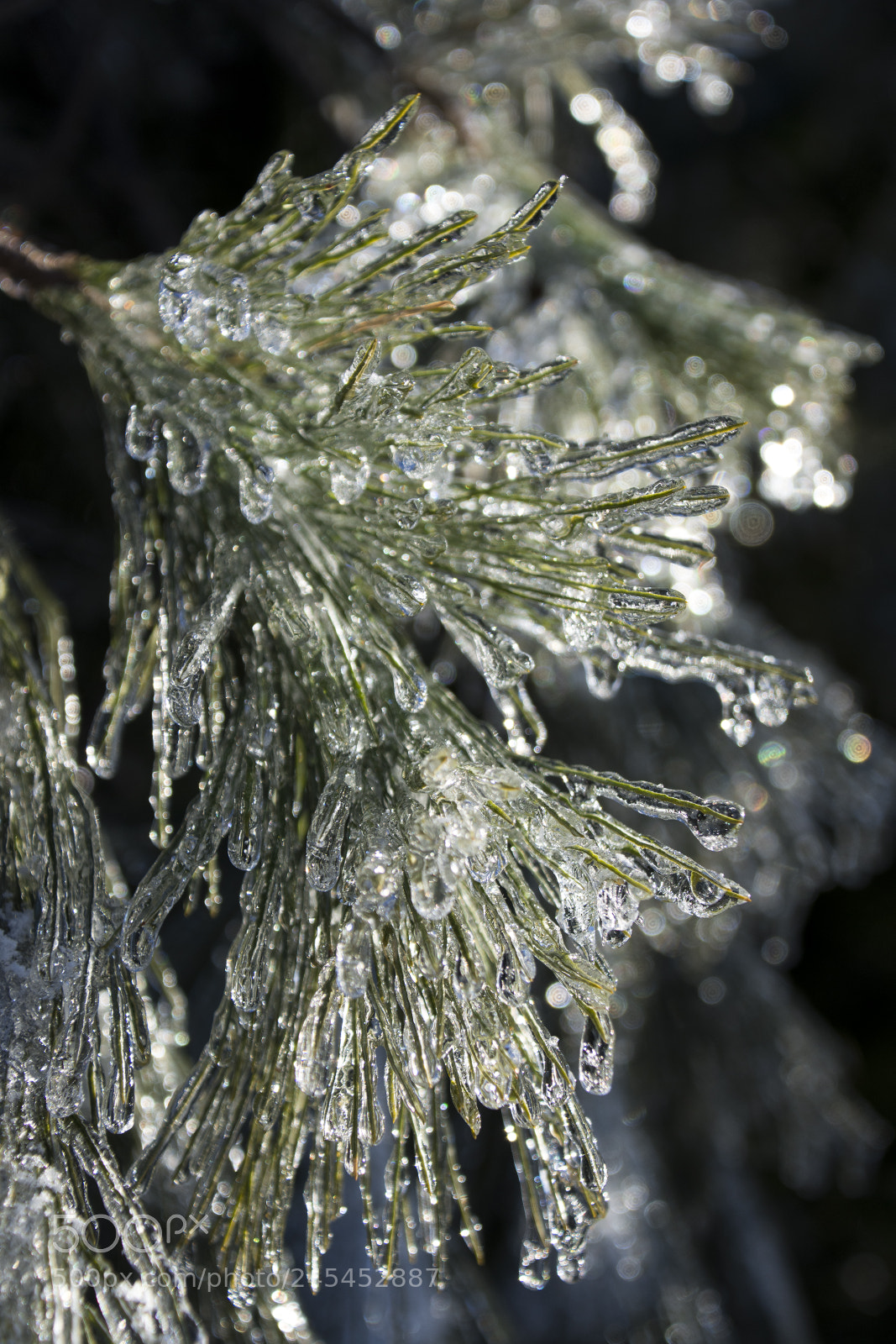 Nikon D7200 sample photo. Frozen pine branch photography