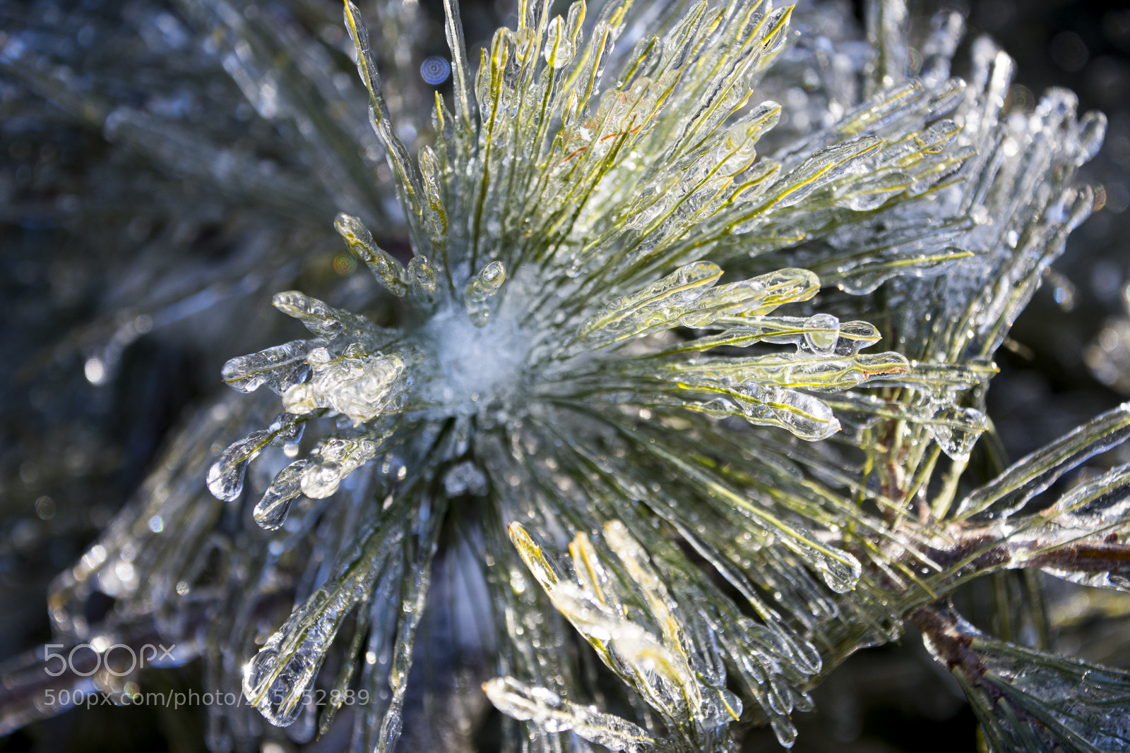 Nikon D7200 sample photo. Winter flower photography
