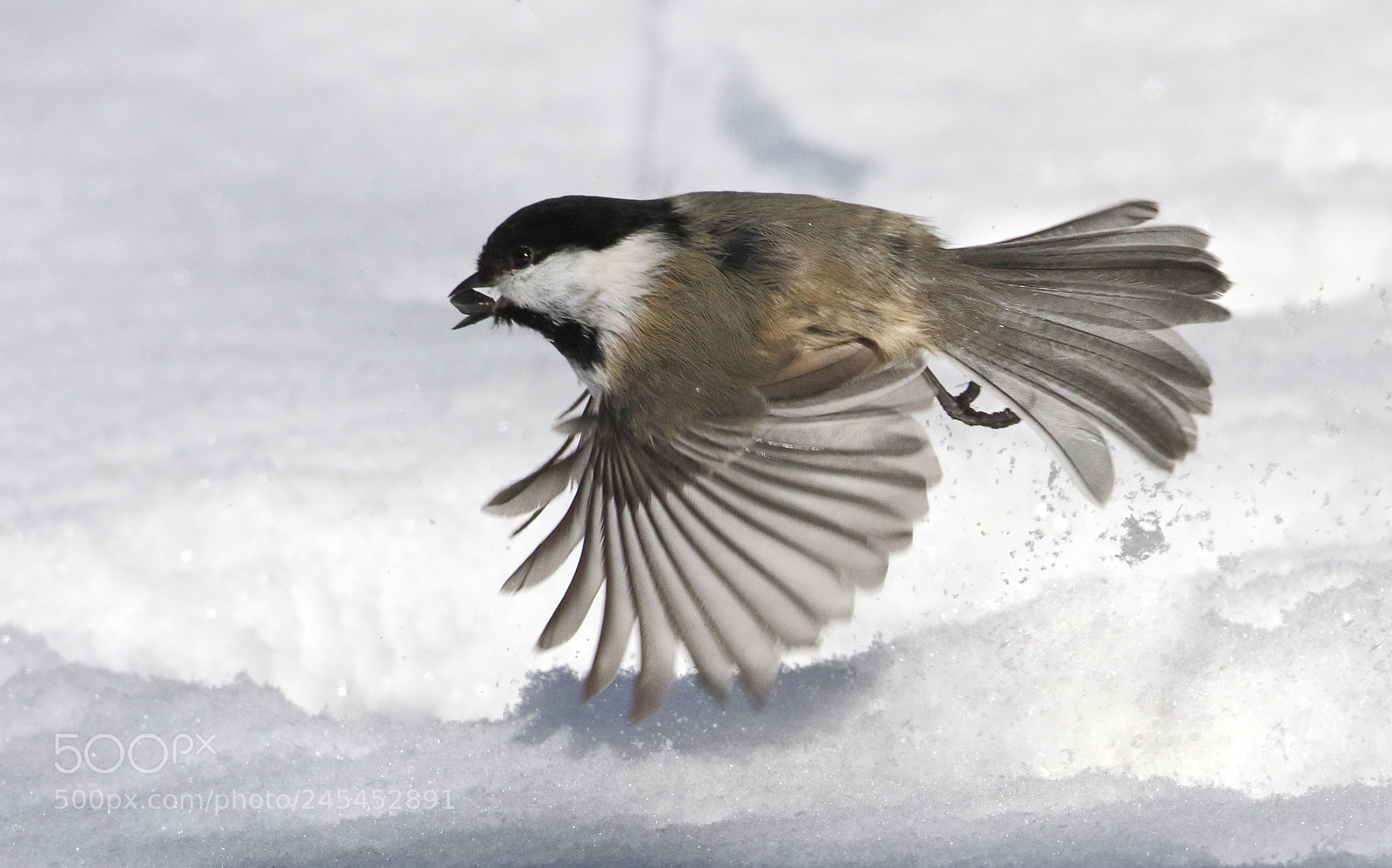 Canon EOS 7D Mark II sample photo. Winter worker photography