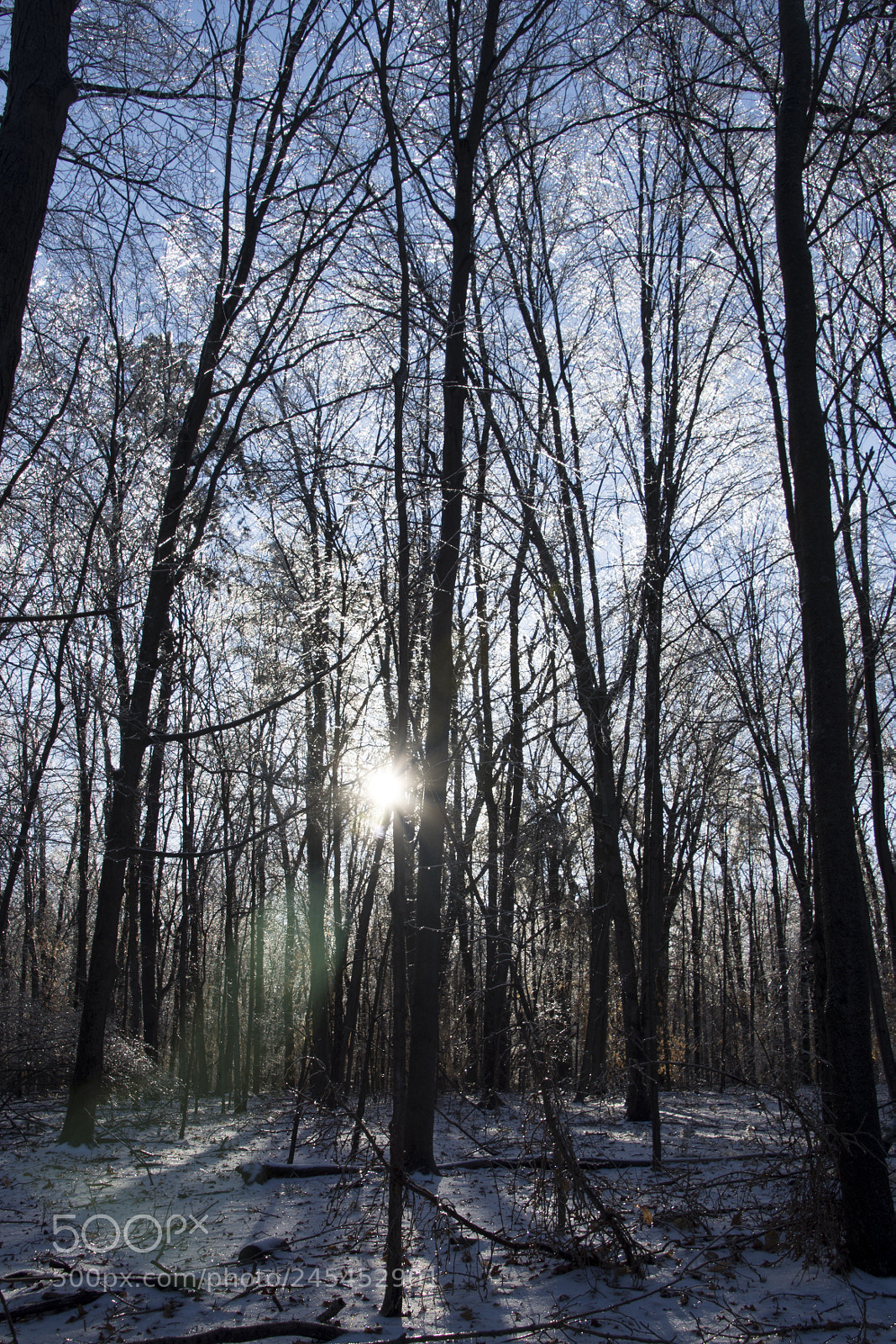 Nikon D7200 sample photo. Winter morning photography