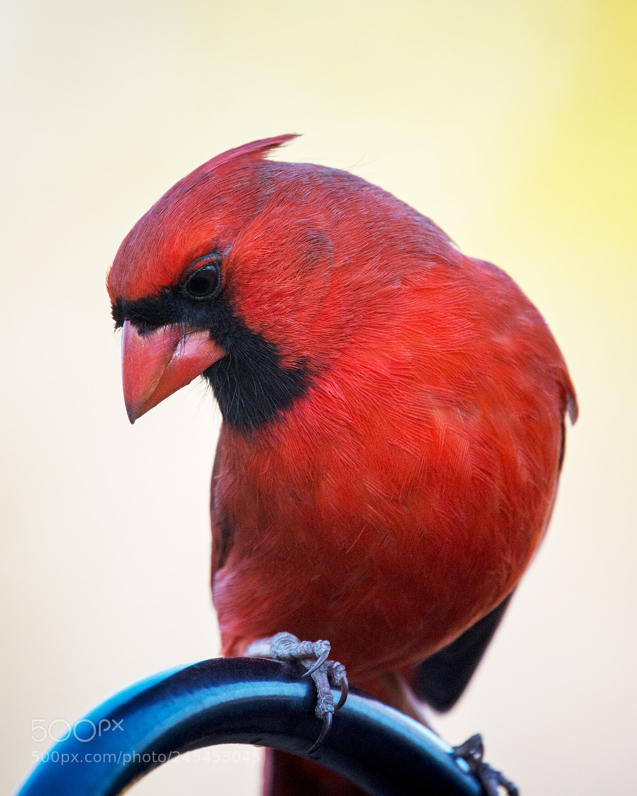 Nikon D7100 sample photo. Red bird photography