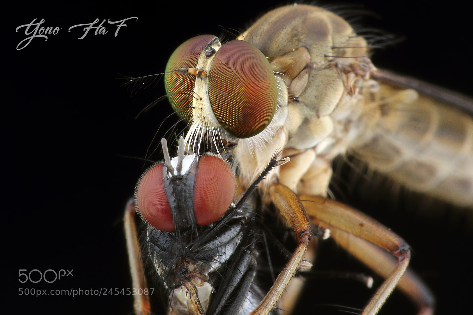 Canon EOS 7D sample photo. Robberfly big meals photography
