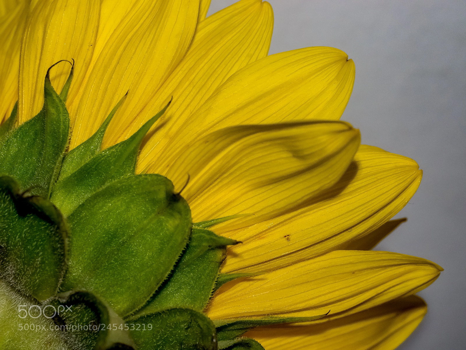Panasonic Lumix DMC-G85 (Lumix DMC-G80) sample photo. Over the sunflower's shoulder photography
