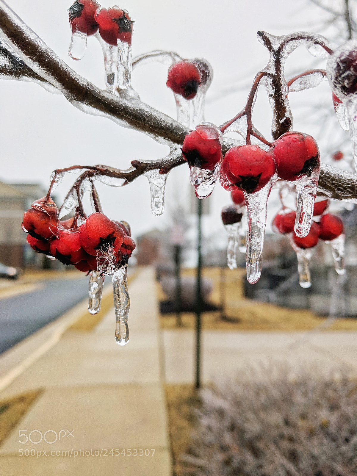Google Pixel sample photo. Frozen in time photography