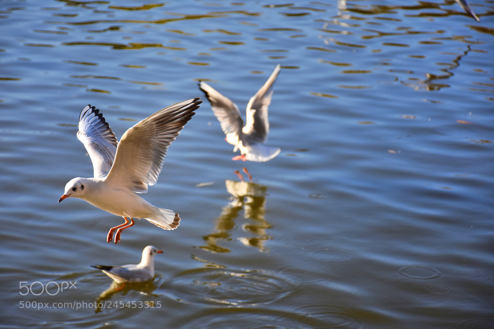 Nikon D7200 sample photo. 翠湖 photography