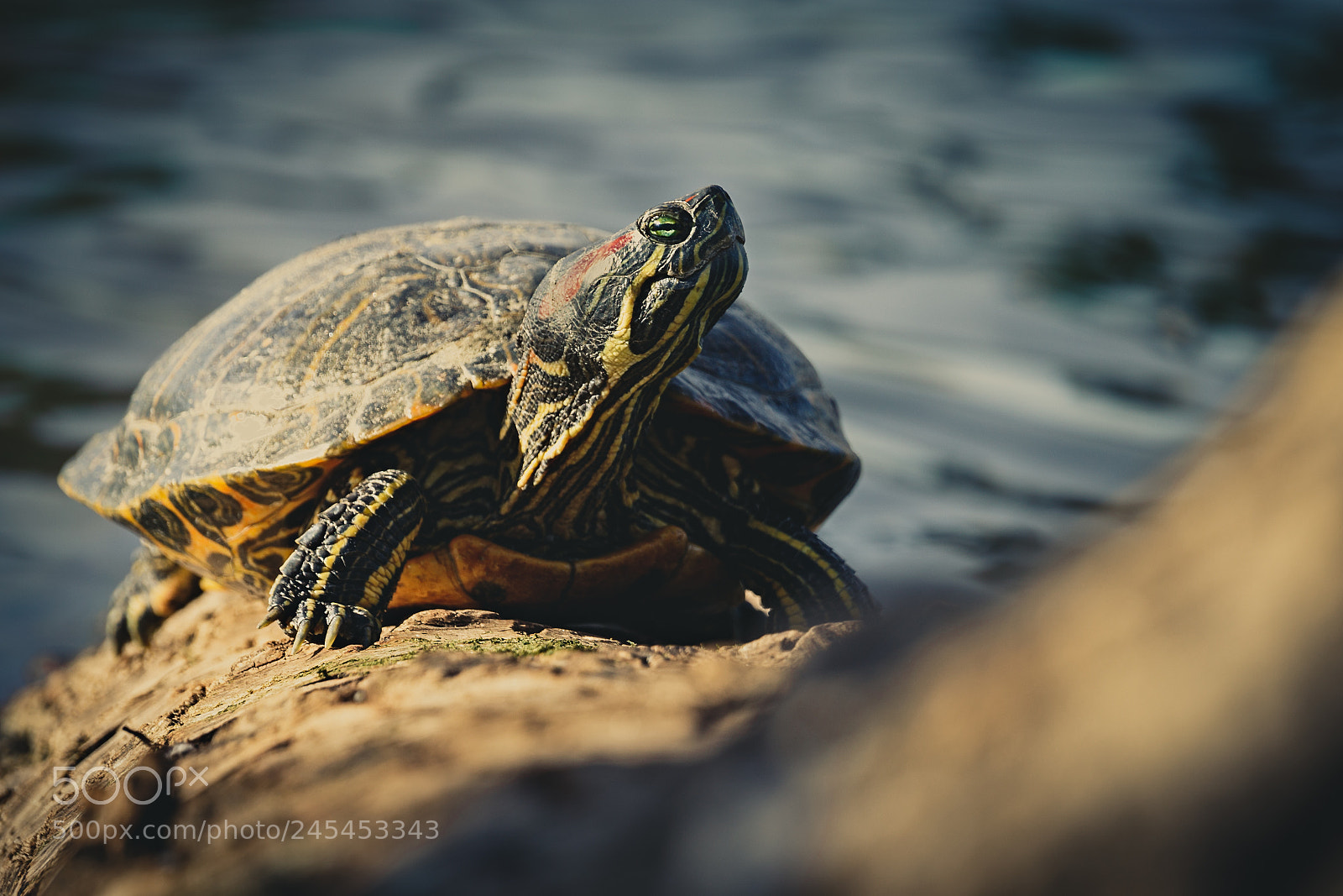 Canon EOS 7D Mark II sample photo. Wild red-eared slider turtle photography