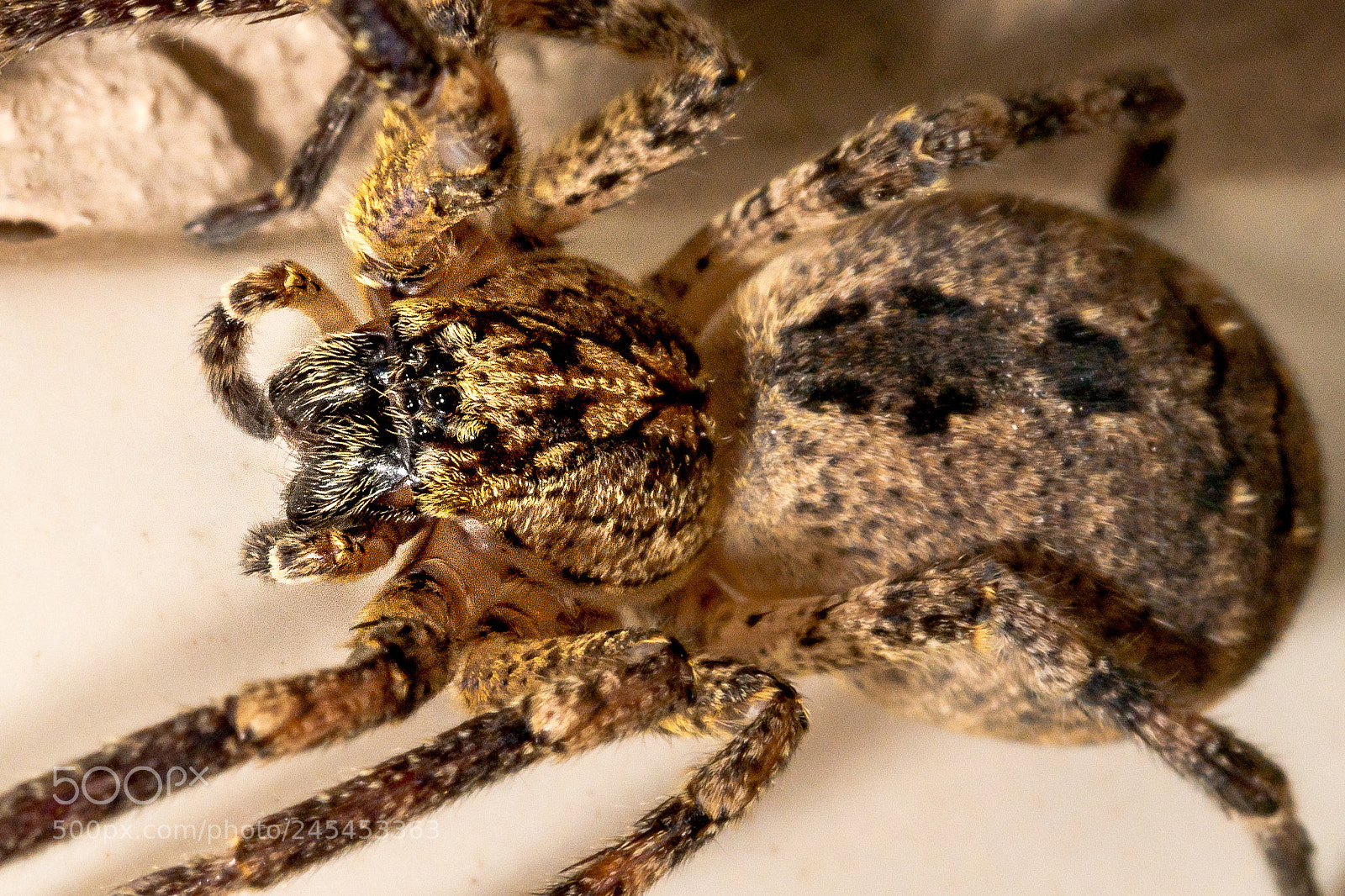 Nikon D7100 sample photo. Spider photography