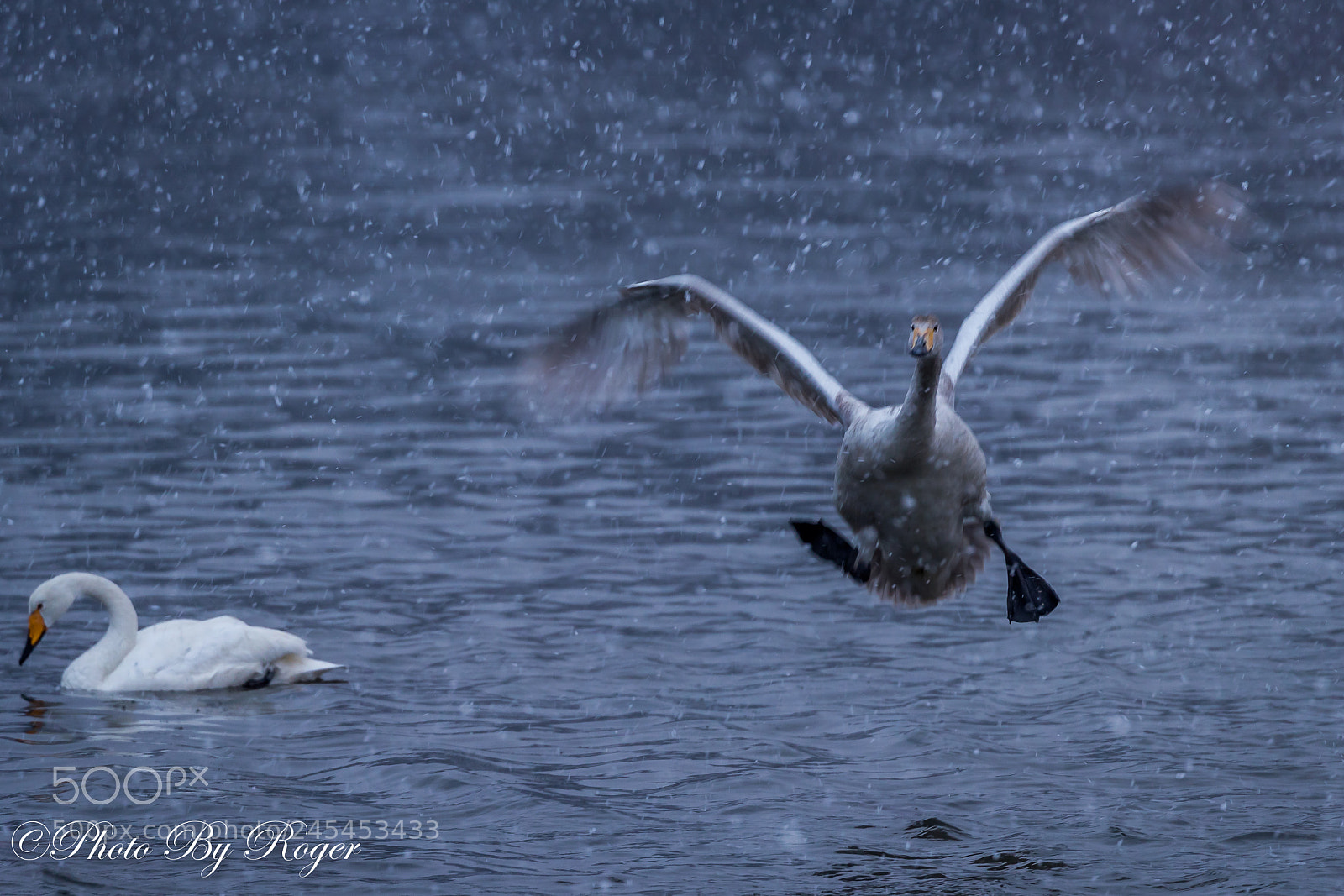 Canon EOS-1D X Mark II sample photo. White swan photography