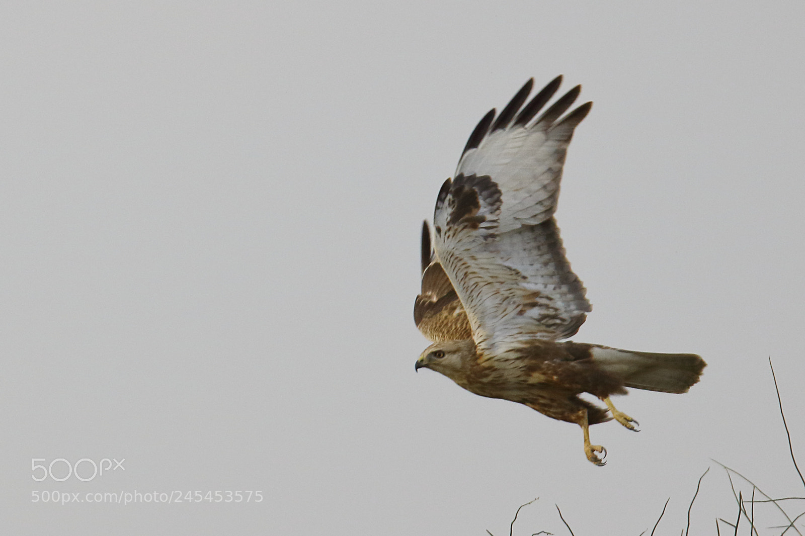 Canon EOS 7D Mark II sample photo. Long-legged buzzard photography