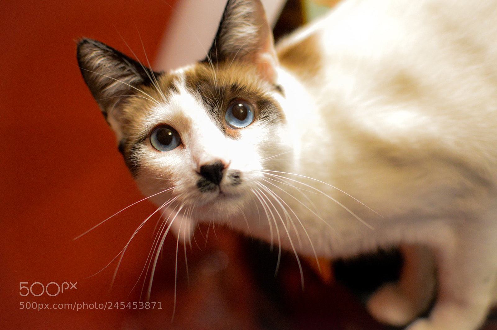 Nikon D3200 sample photo. Feliciano photography