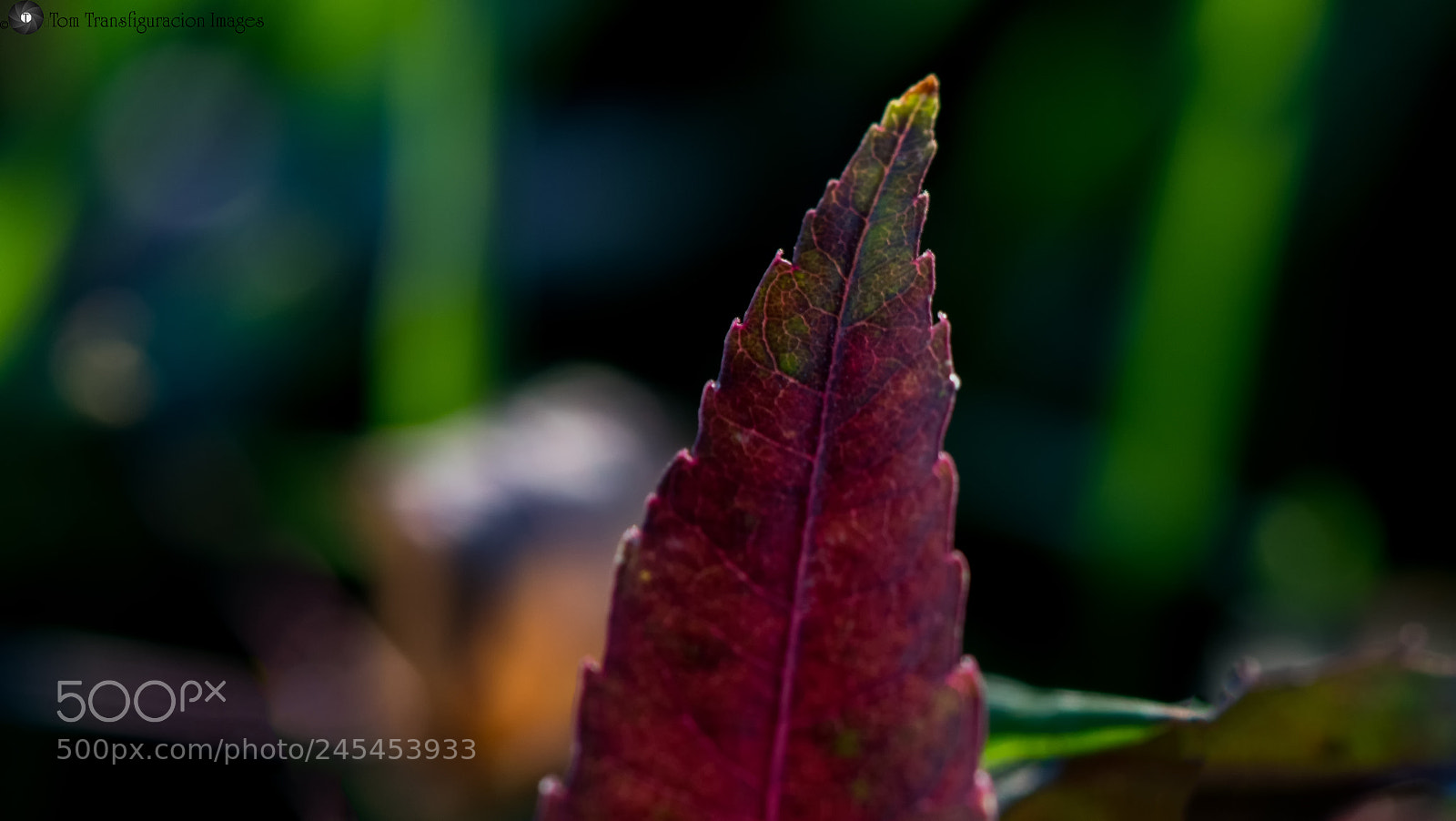 Nikon D500 sample photo. Random life of a photography
