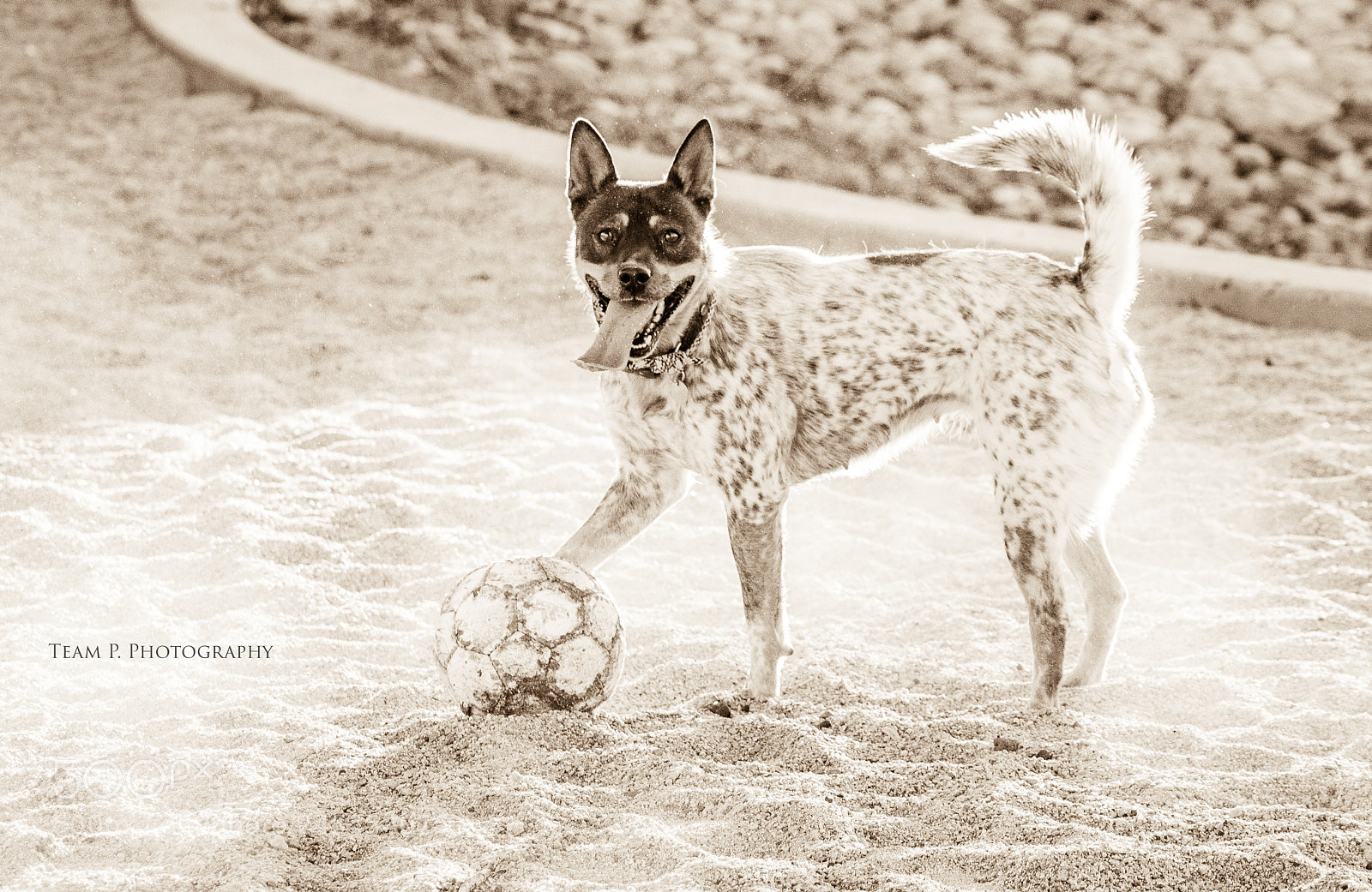 Nikon D3400 sample photo. I m a puppy photography