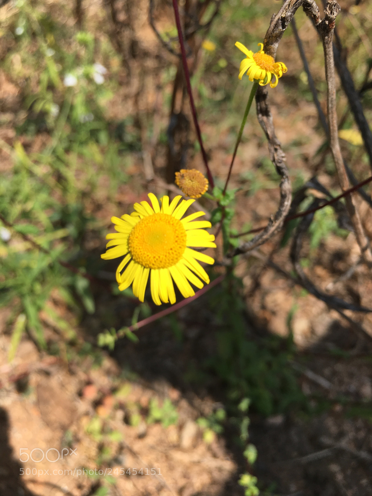 Apple iPhone 6s sample photo. Untitled photography