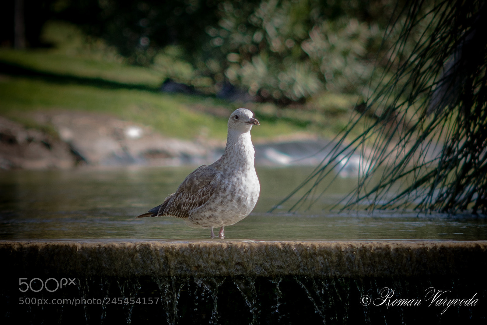 Nikon D7100 sample photo. Larus photography