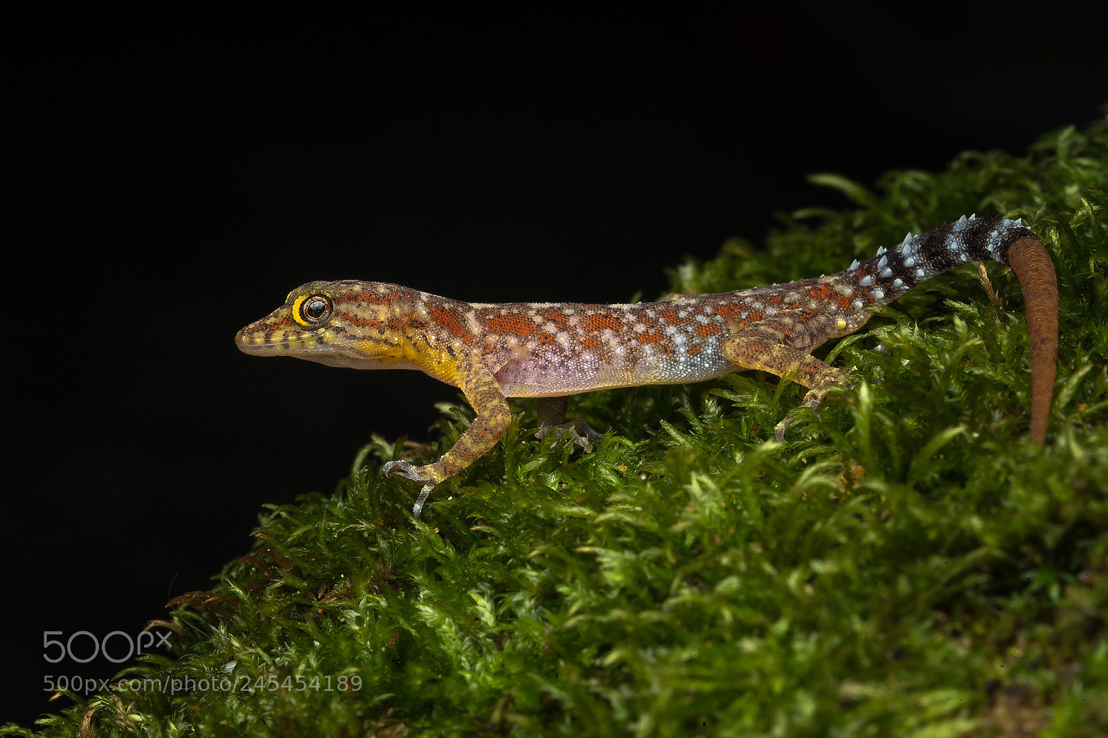 Canon EOS-1D X sample photo. Cnemasipis gracilis photography