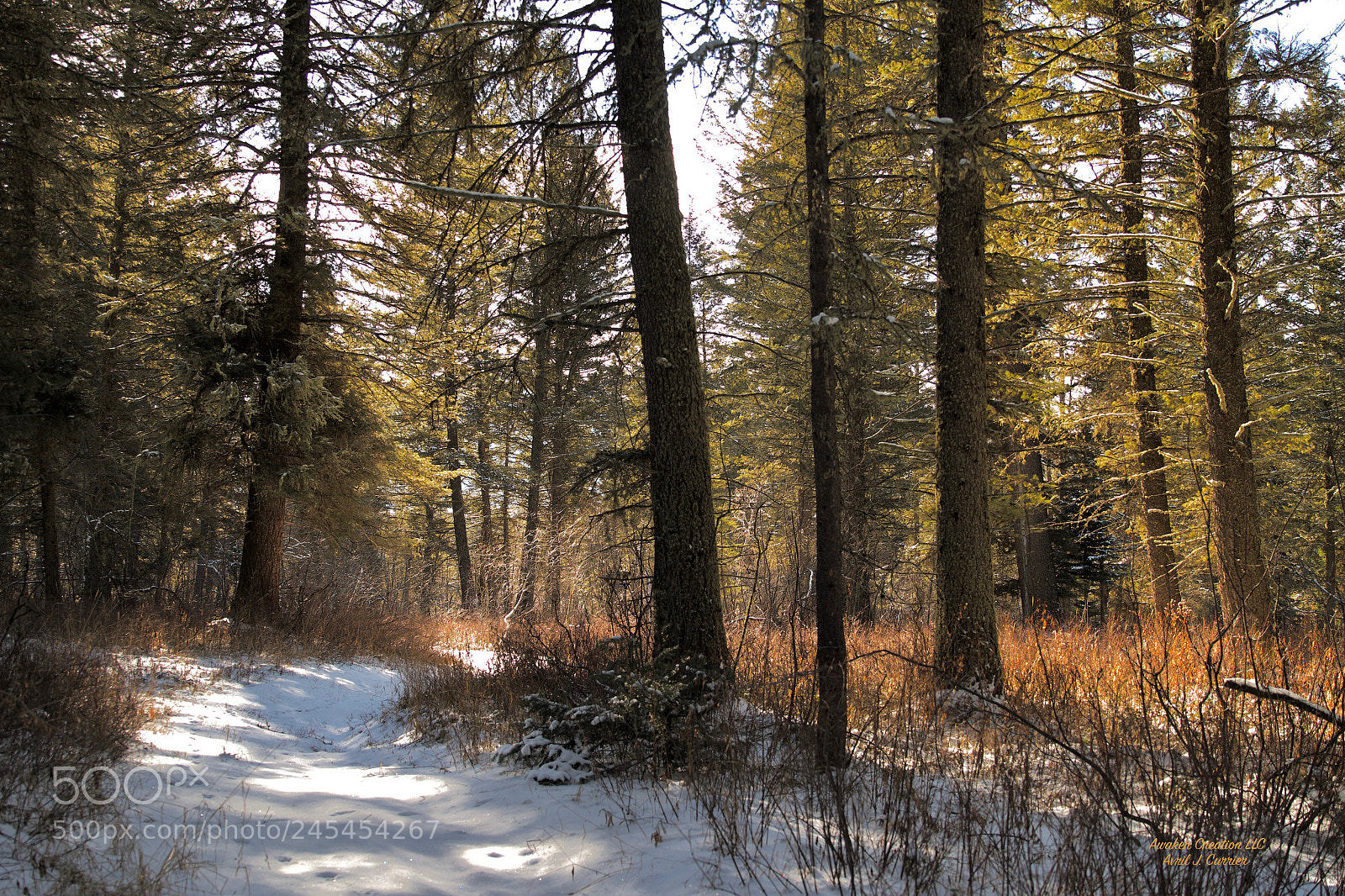 Canon EOS 7D sample photo. A snowy forest trail photography