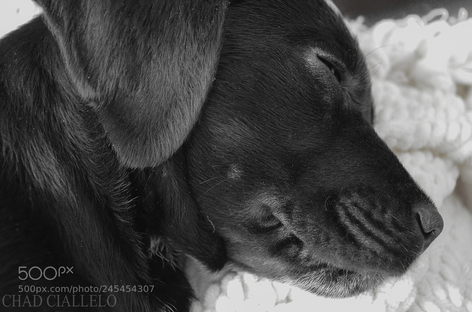 Nikon D5100 sample photo. Eli the pup photography