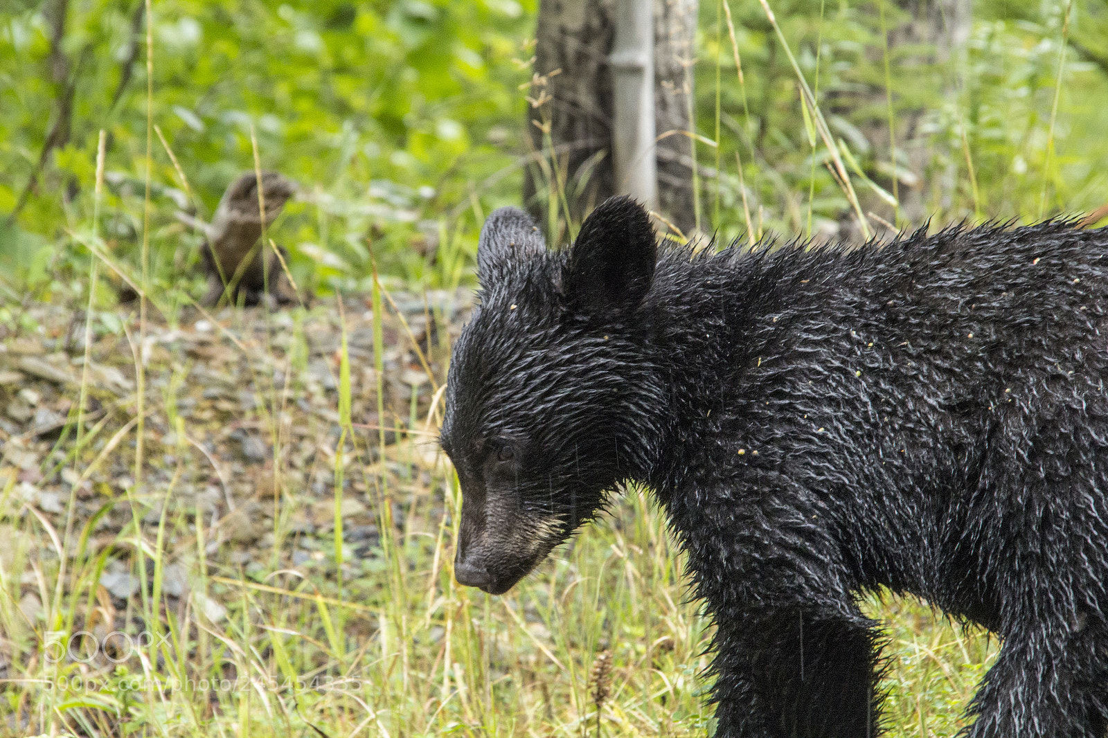 Canon EOS 60D sample photo. Rain bear photography