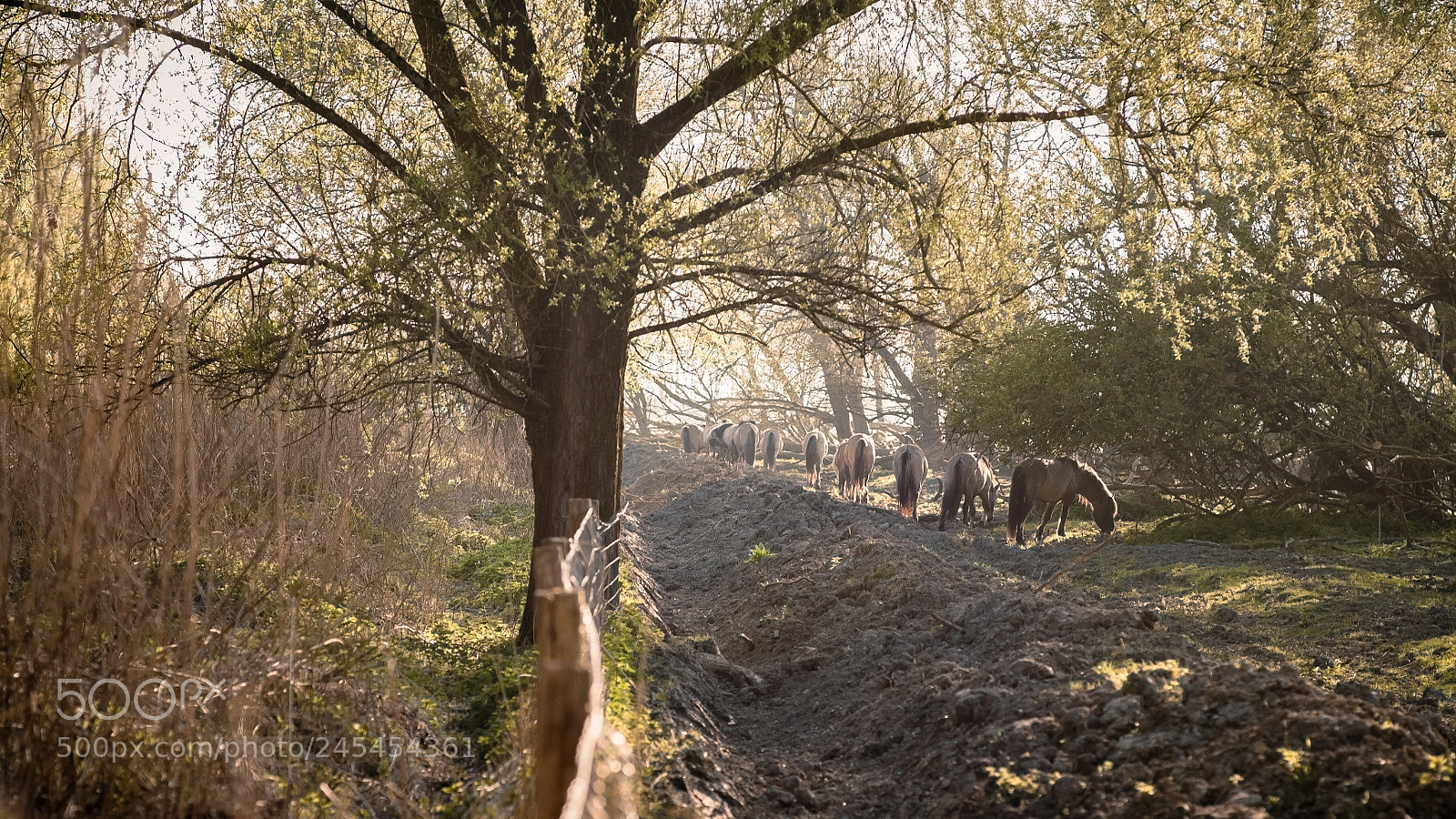 Canon EOS 5D sample photo. Oostvaardersveld. photography