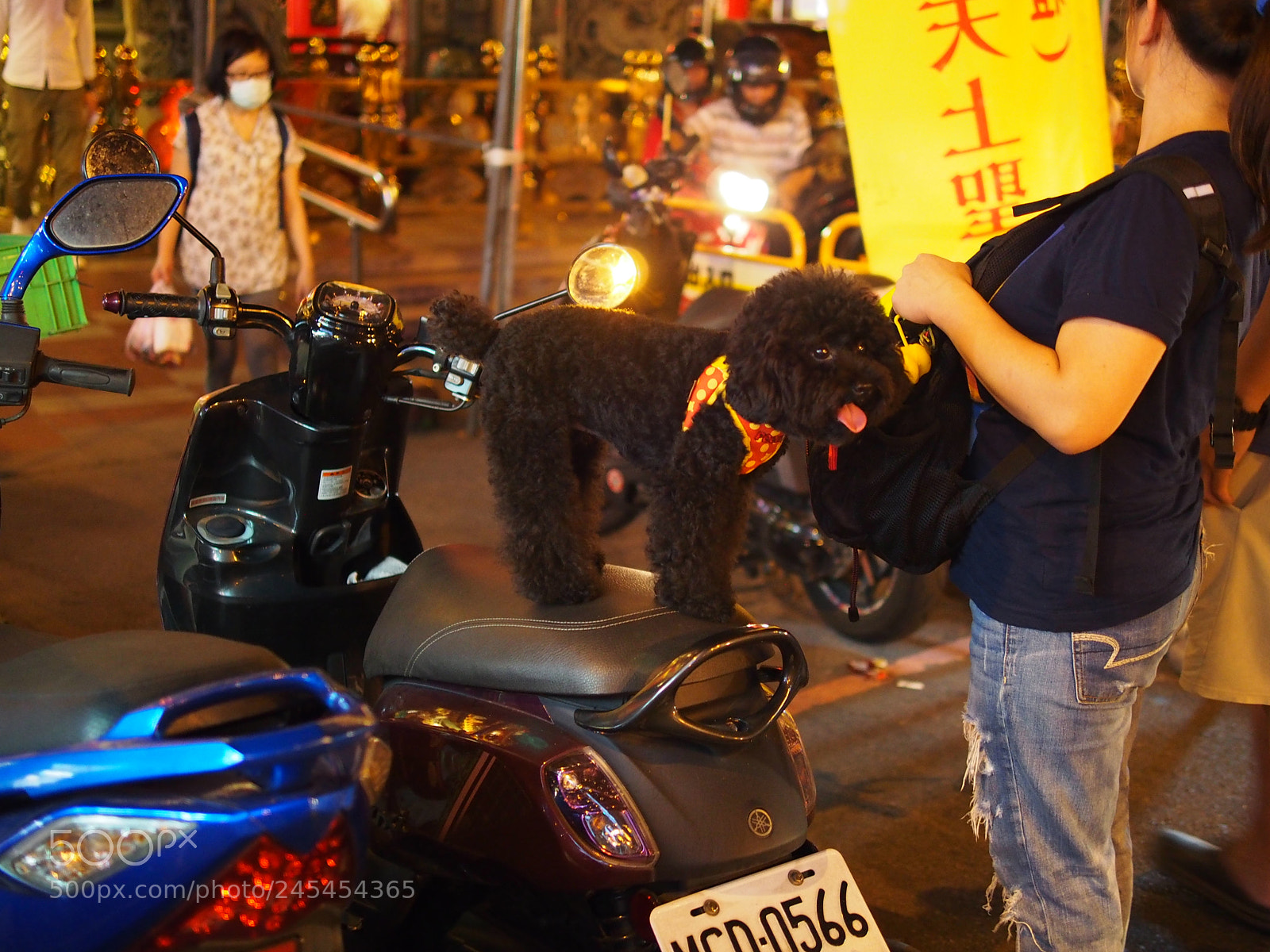 Olympus PEN E-PL5 sample photo. Cute dog on moped photography