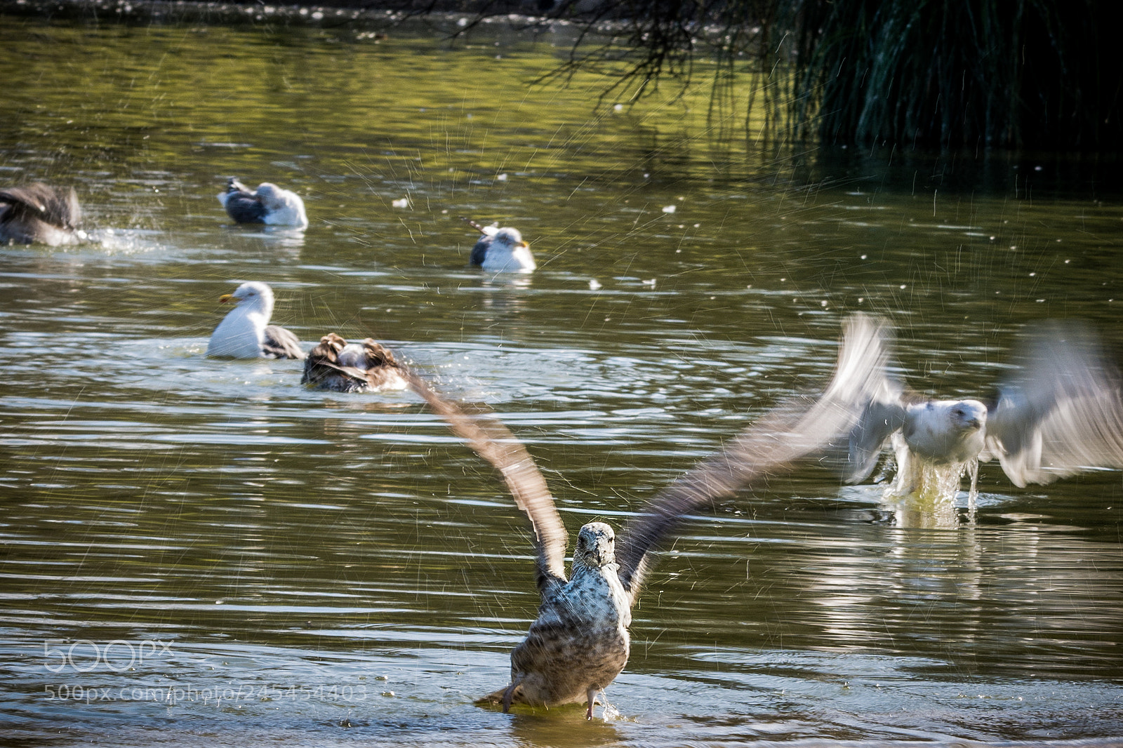 Nikon D7100 sample photo. Larus photography