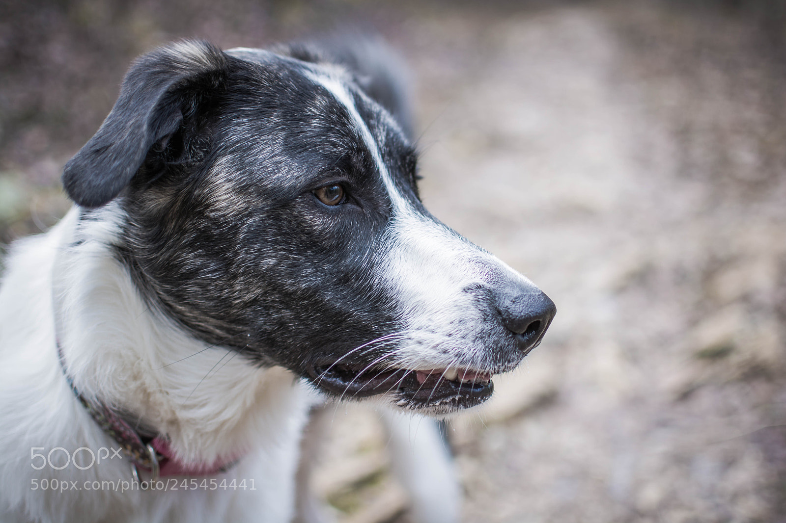 Nikon D7100 sample photo. Miya photography